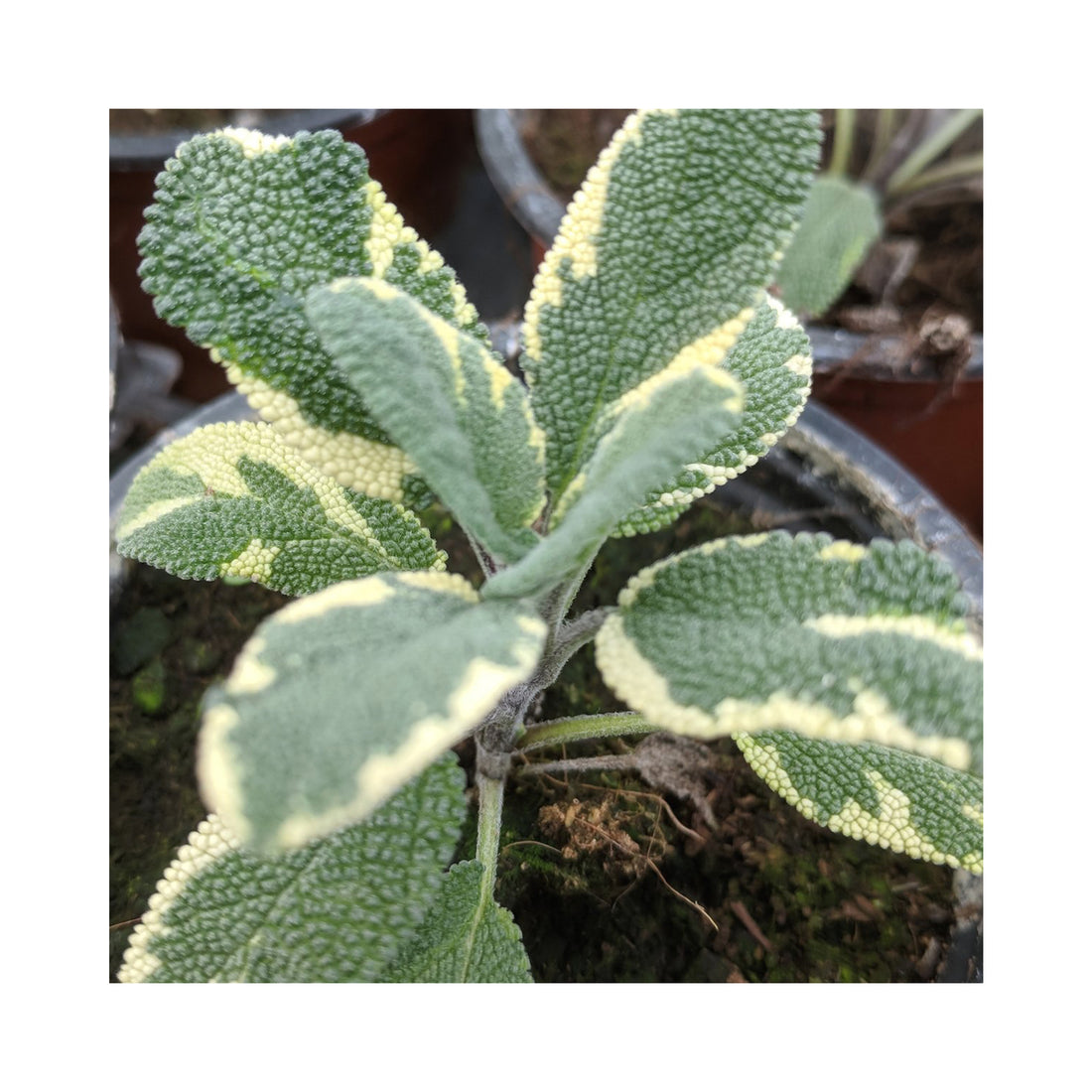 Sage Berggarten Variegata