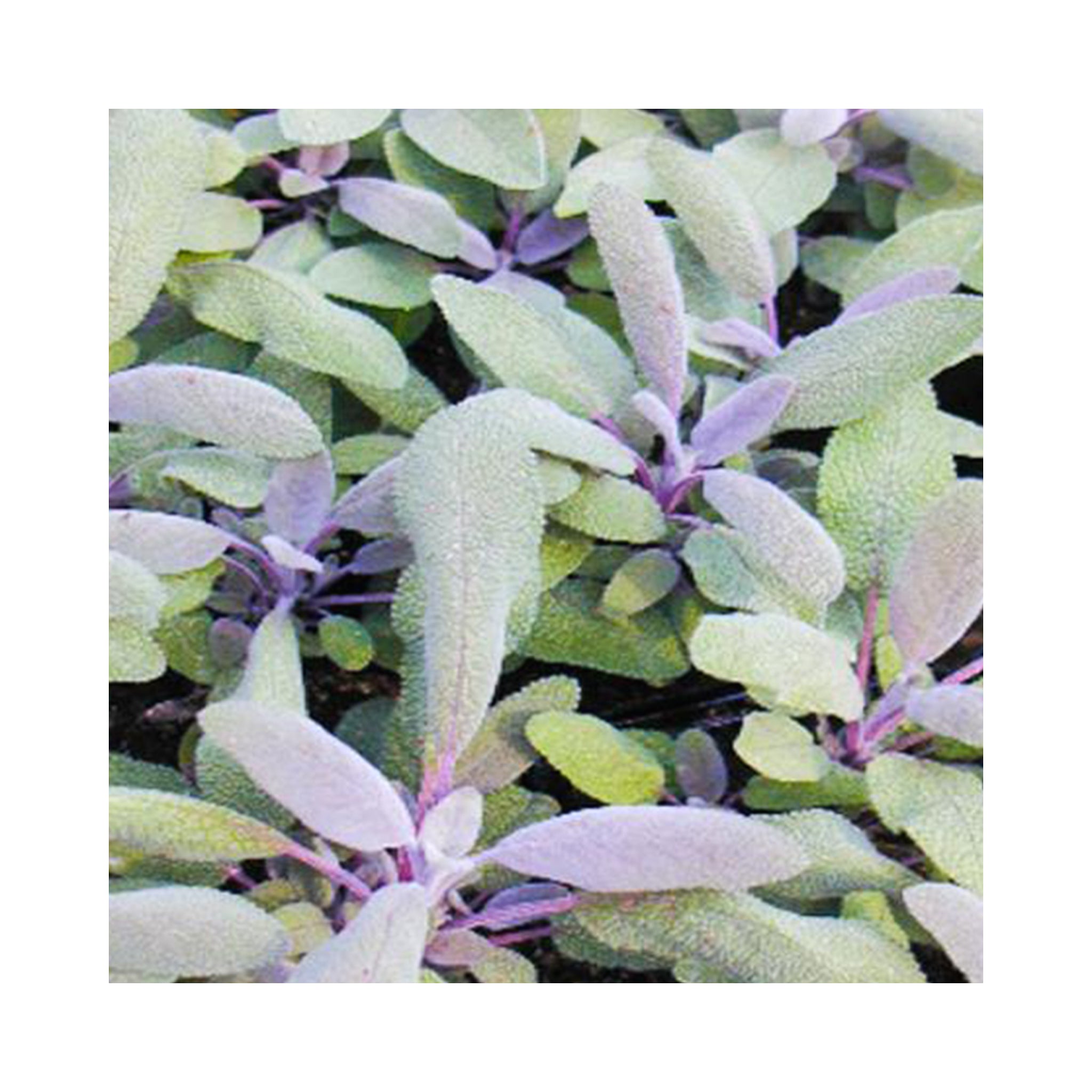 Sage Purple