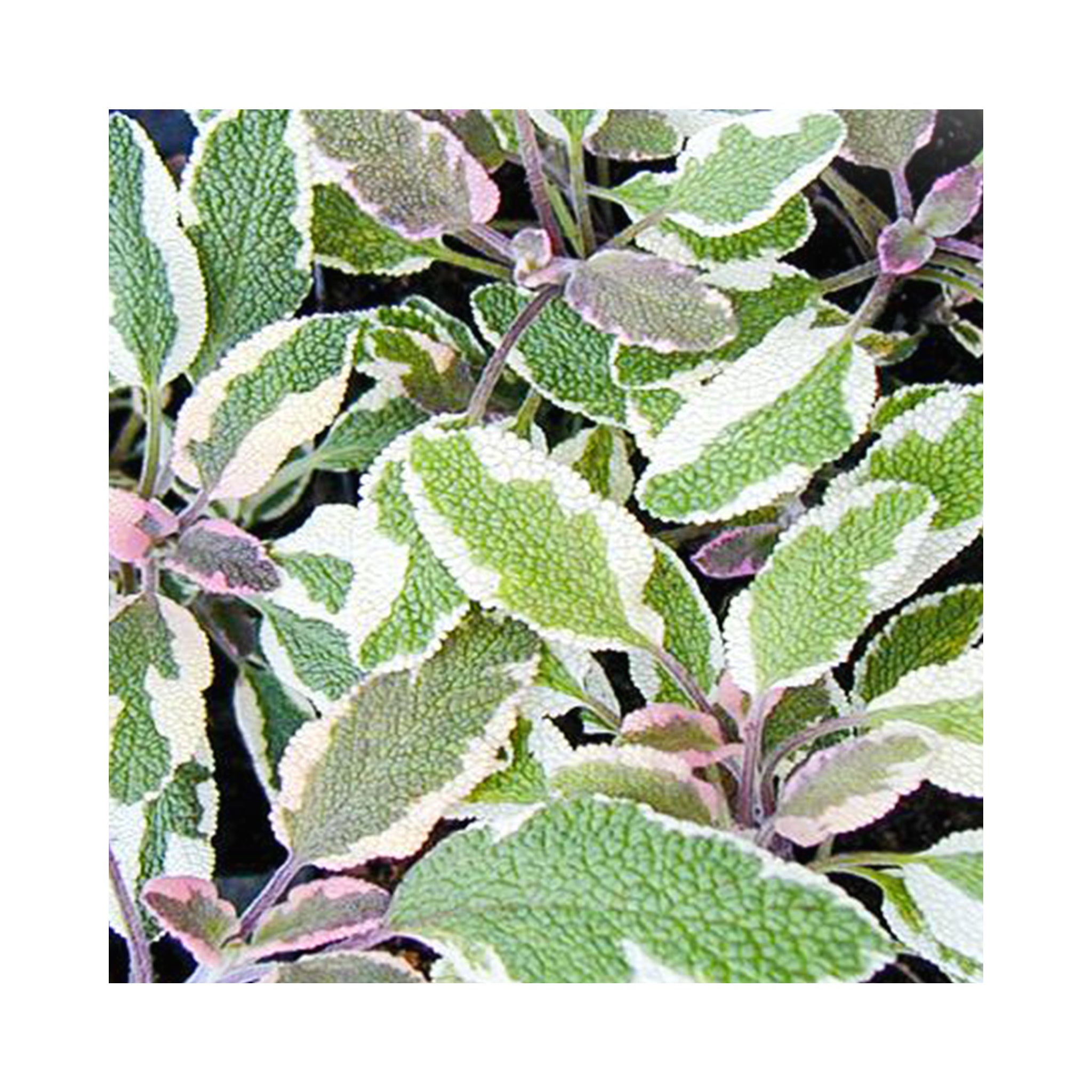 Sage Tricolor