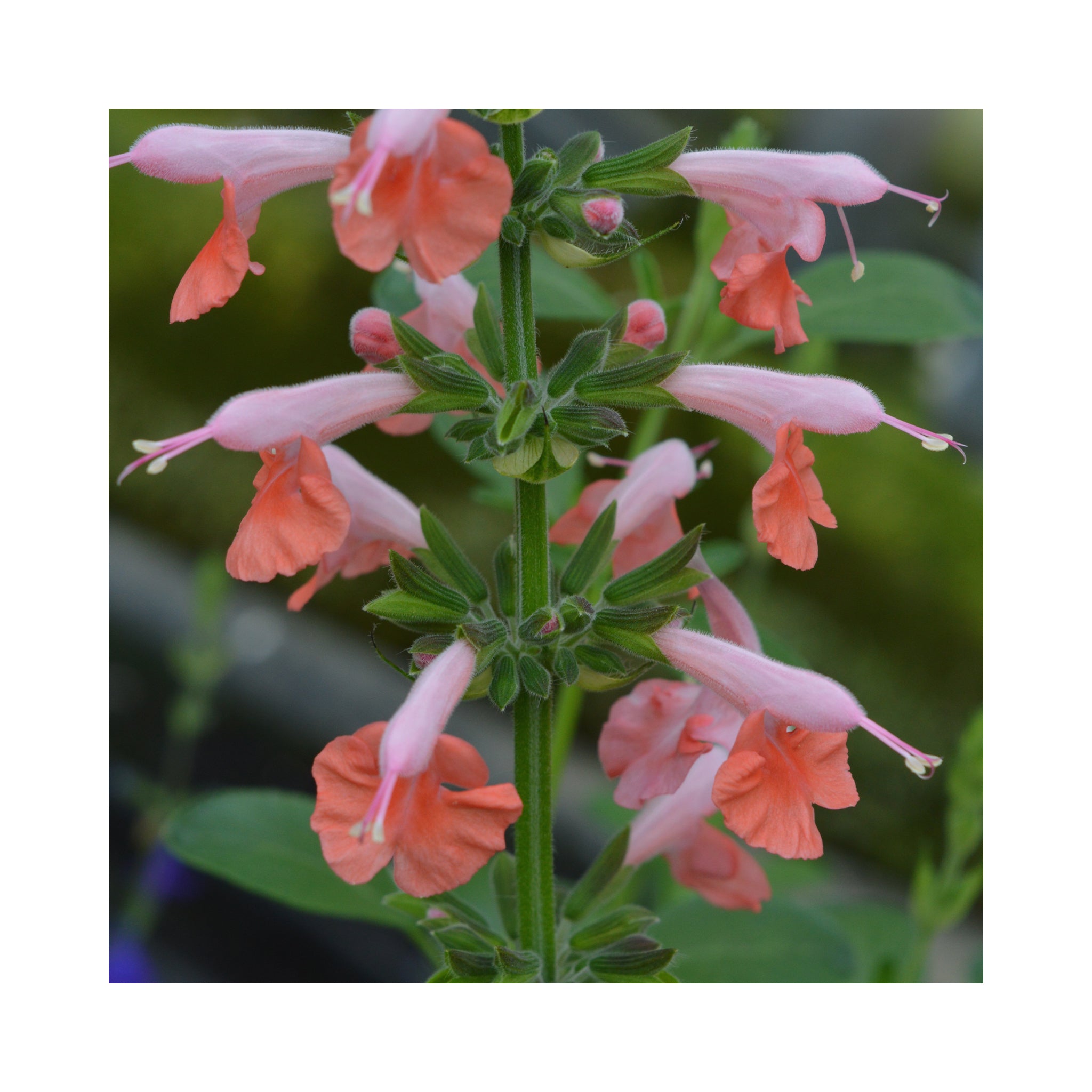 Salvia Coccinea Brenthurst