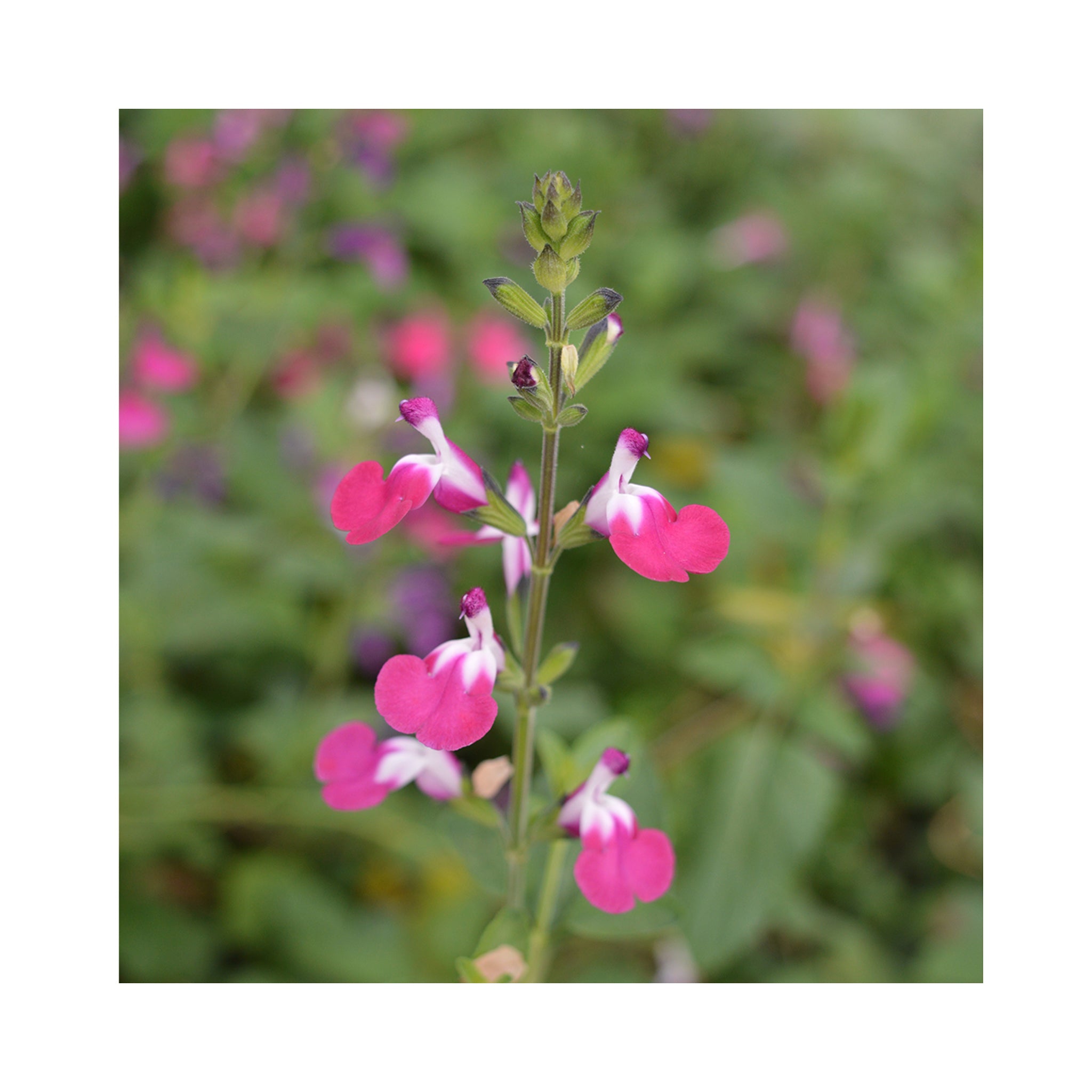 Salvia Cherry Lips