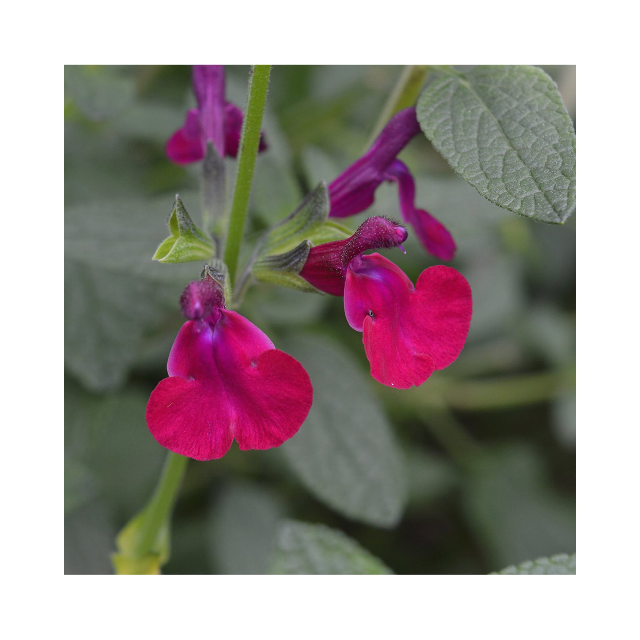 Salvia Cherry Pie