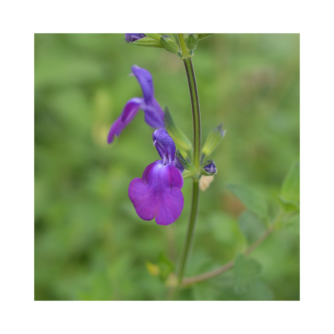 Salvia Christine Yeo