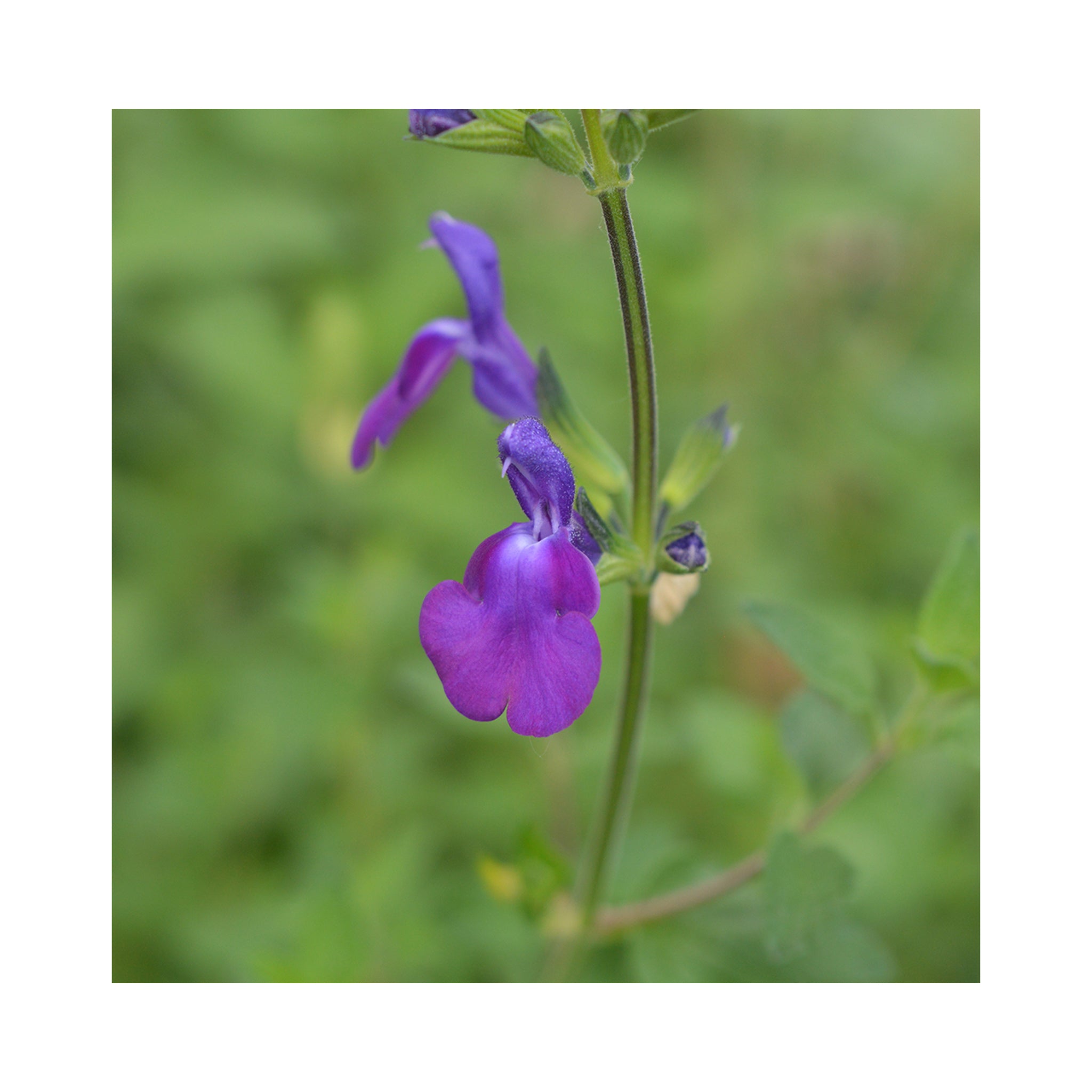 Salvia Christine Yeo