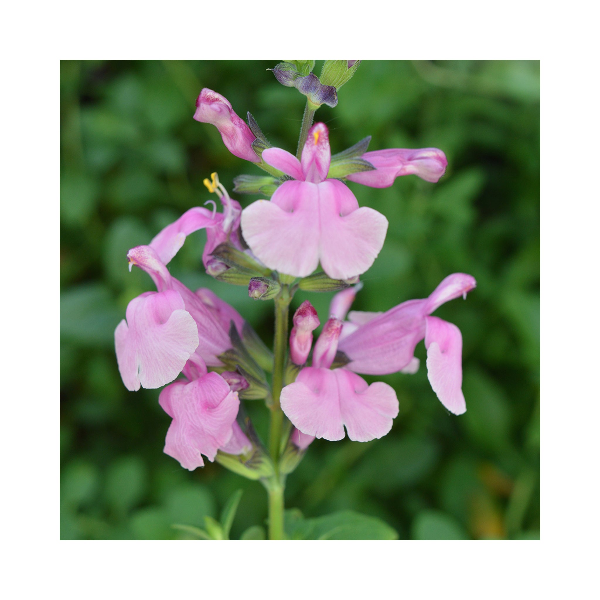 Salvia Krystle Pink