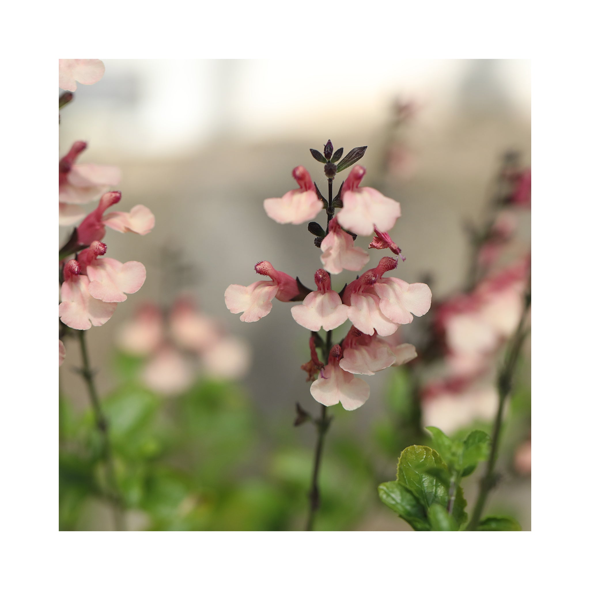 Salvia Strawberries &amp; Cream