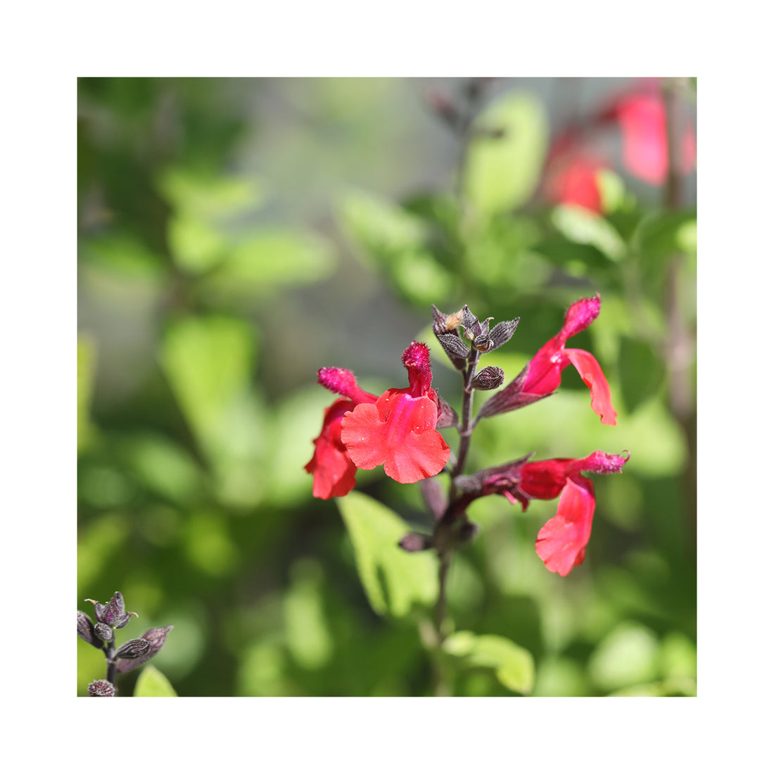 Salvia Wine & Roses