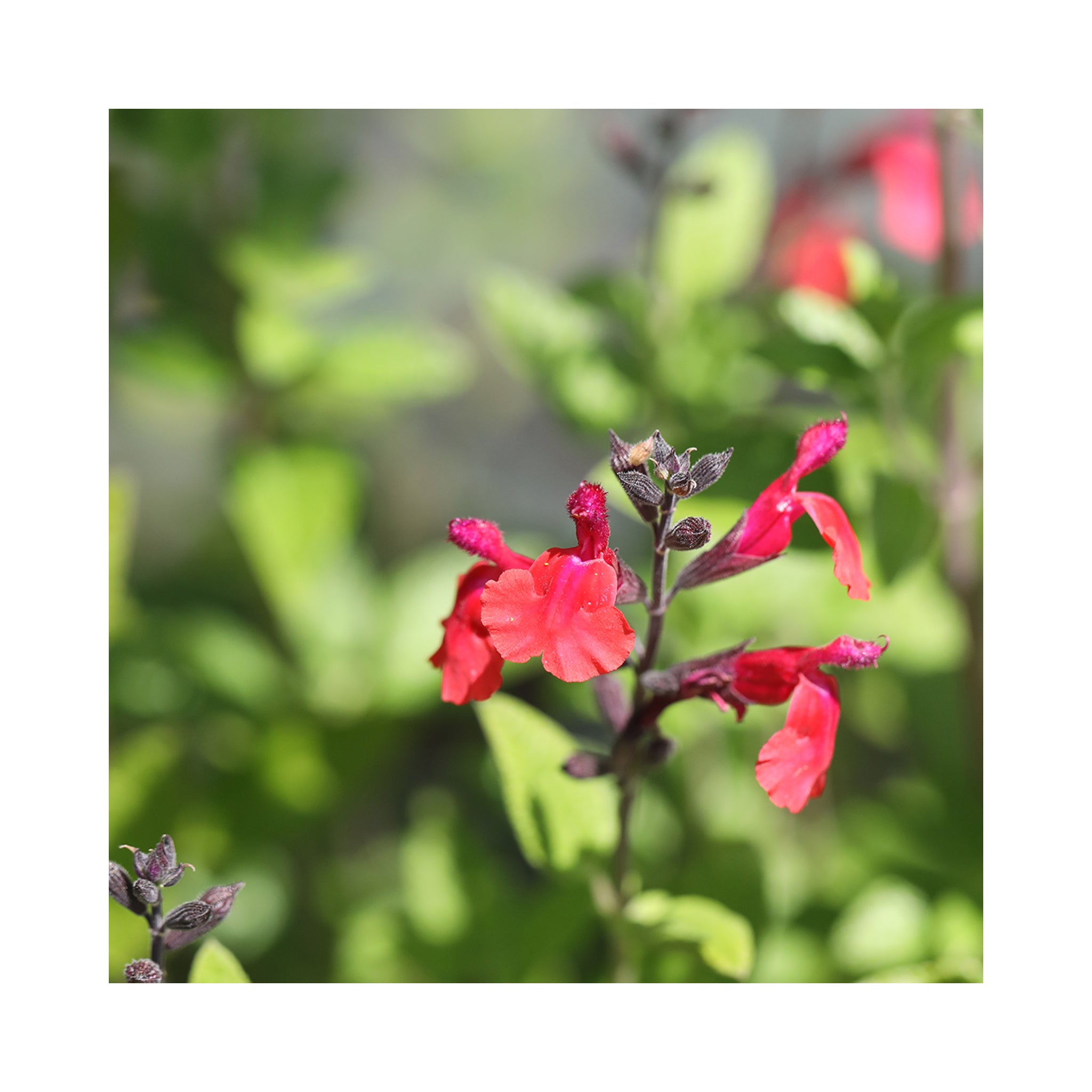 Salvia Wine &amp; Roses