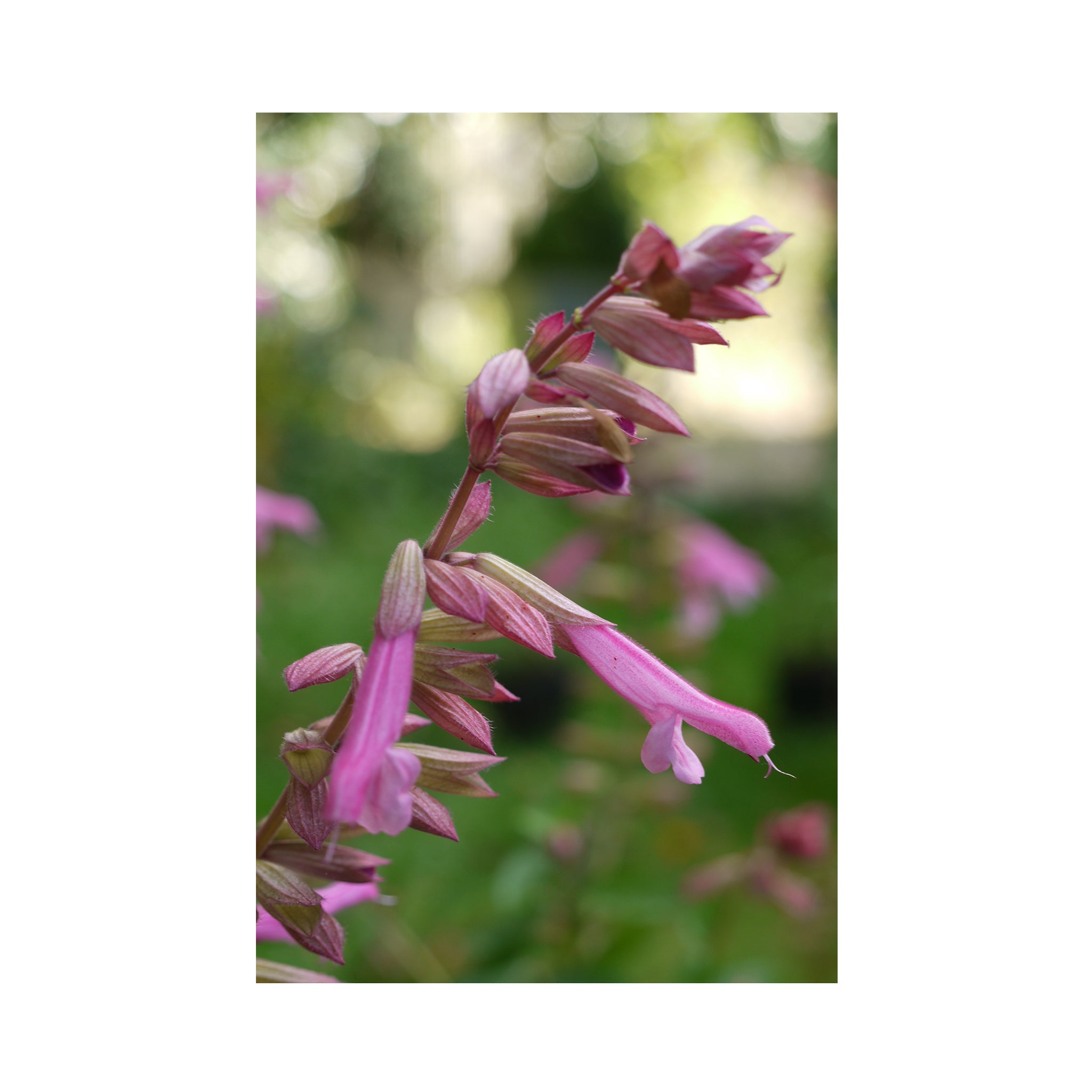 Salvia Kisses & Wishes