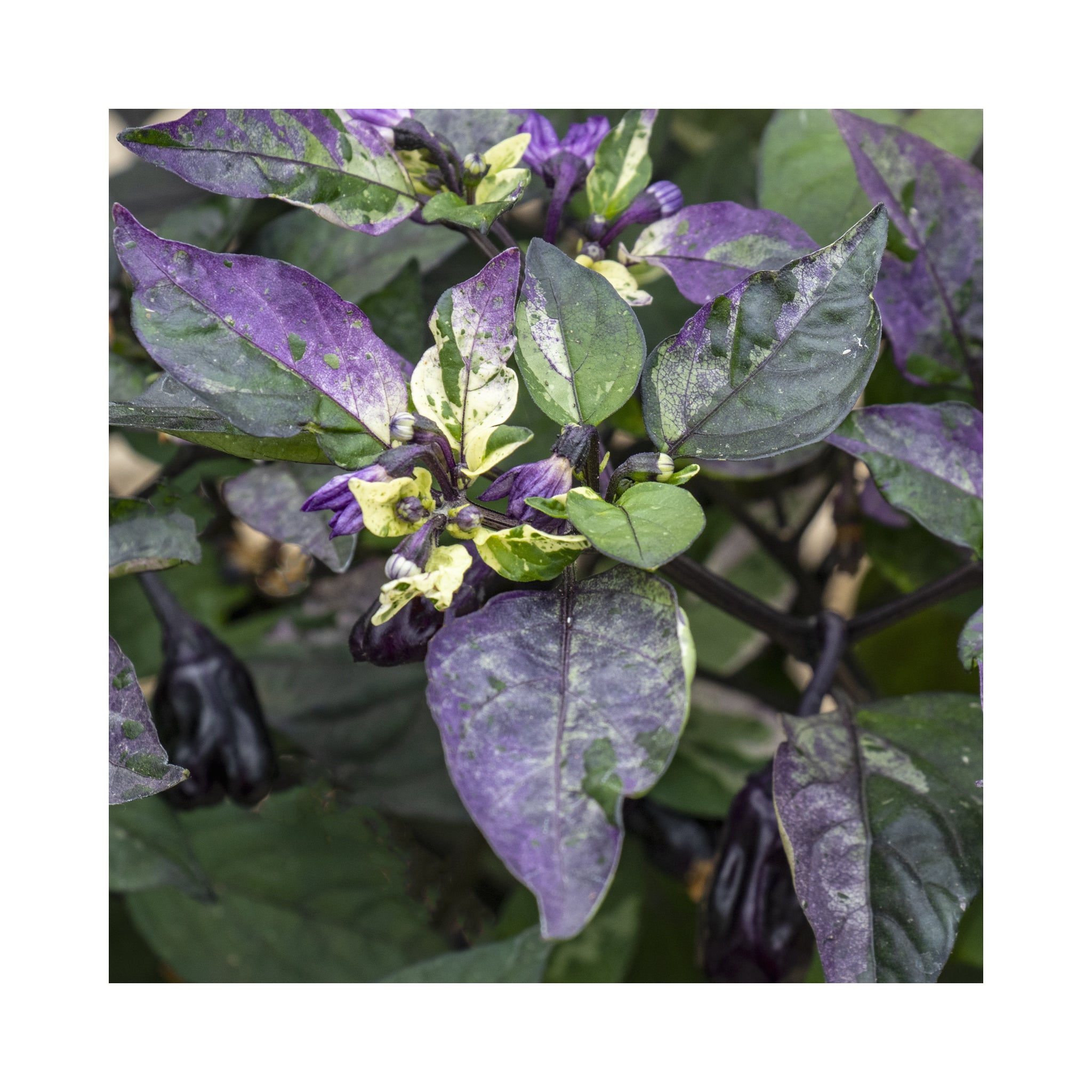 Ornamental Chilli Plant Collection 6 potted plants (they taste good too!)