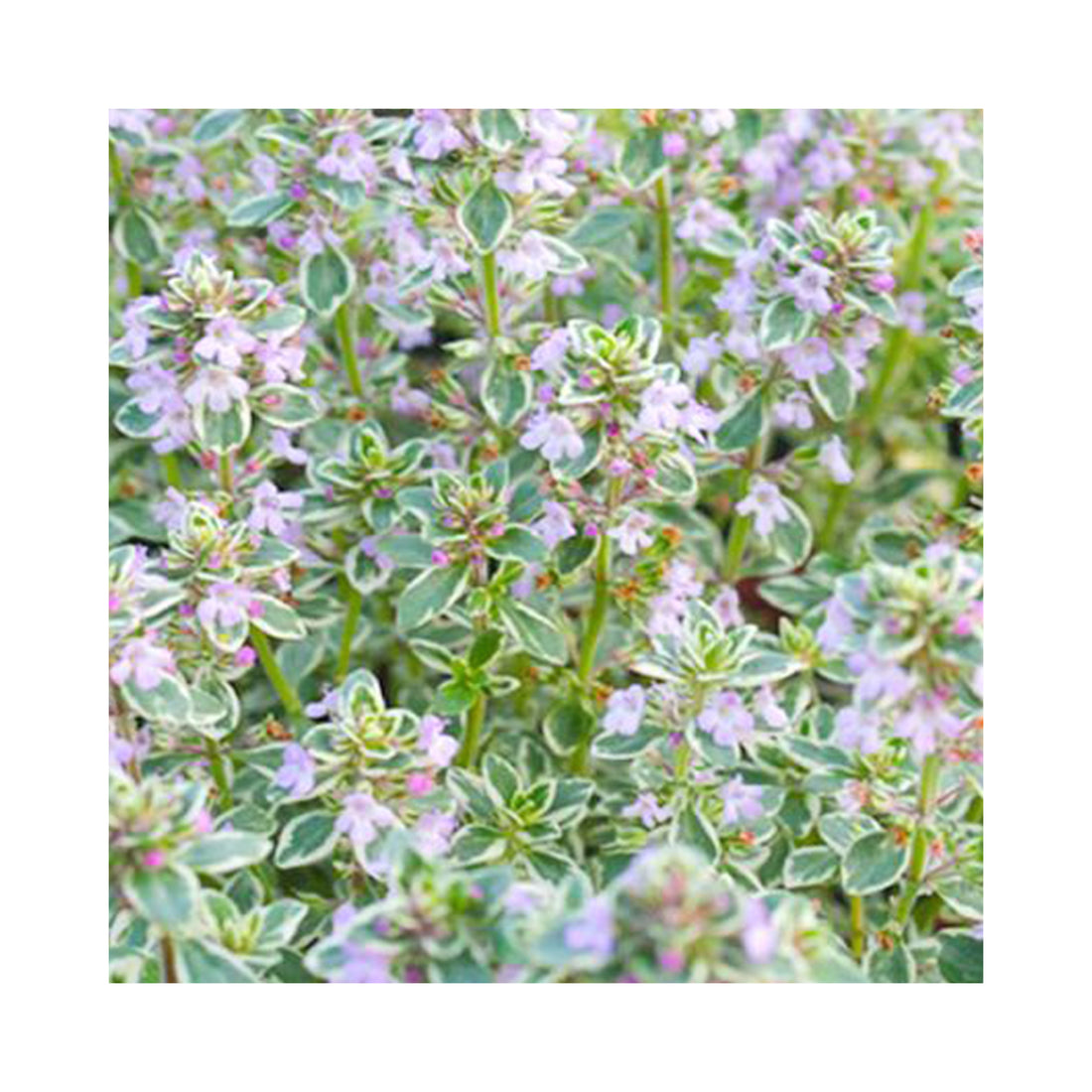 Thyme Silver Possie