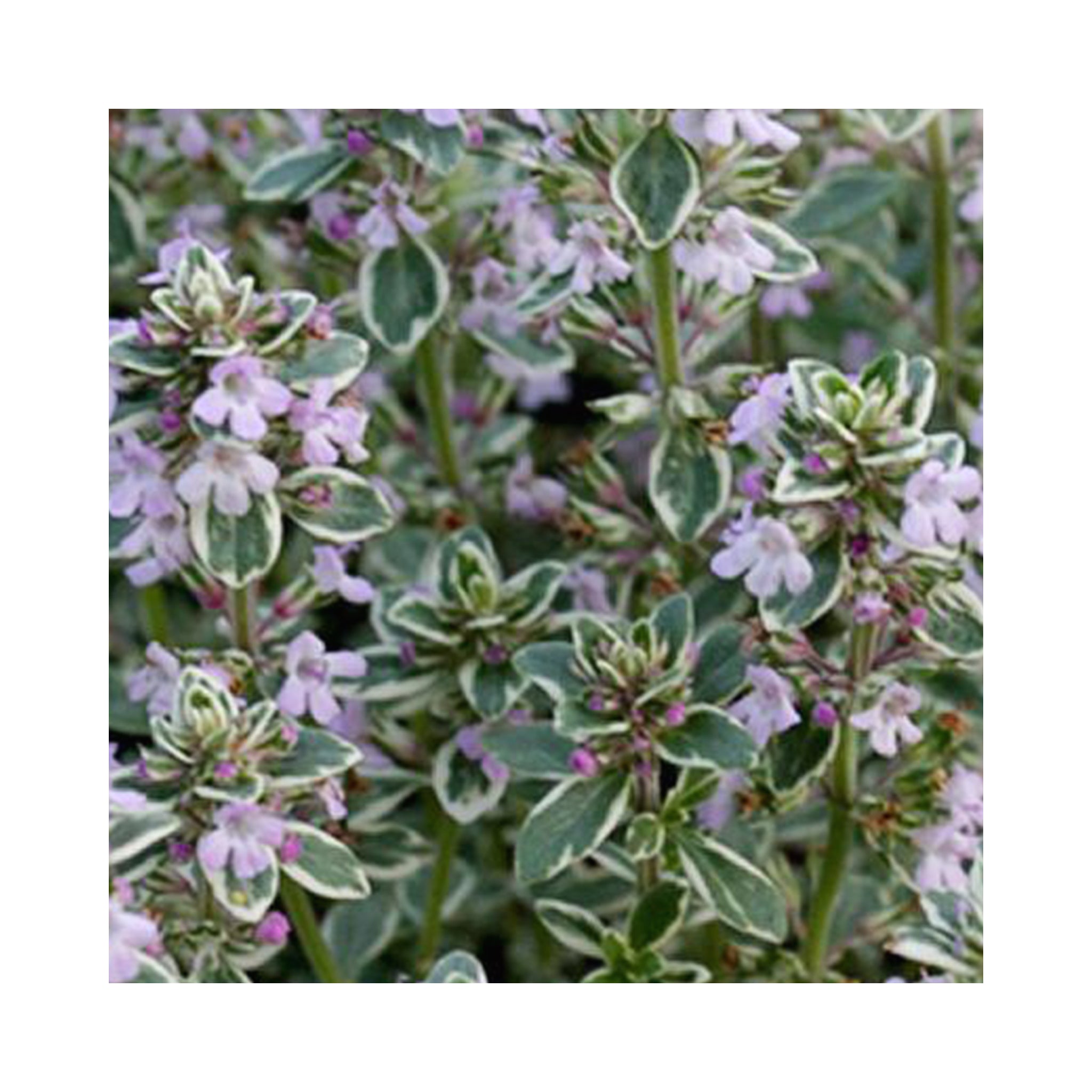 Thyme Silver Queen