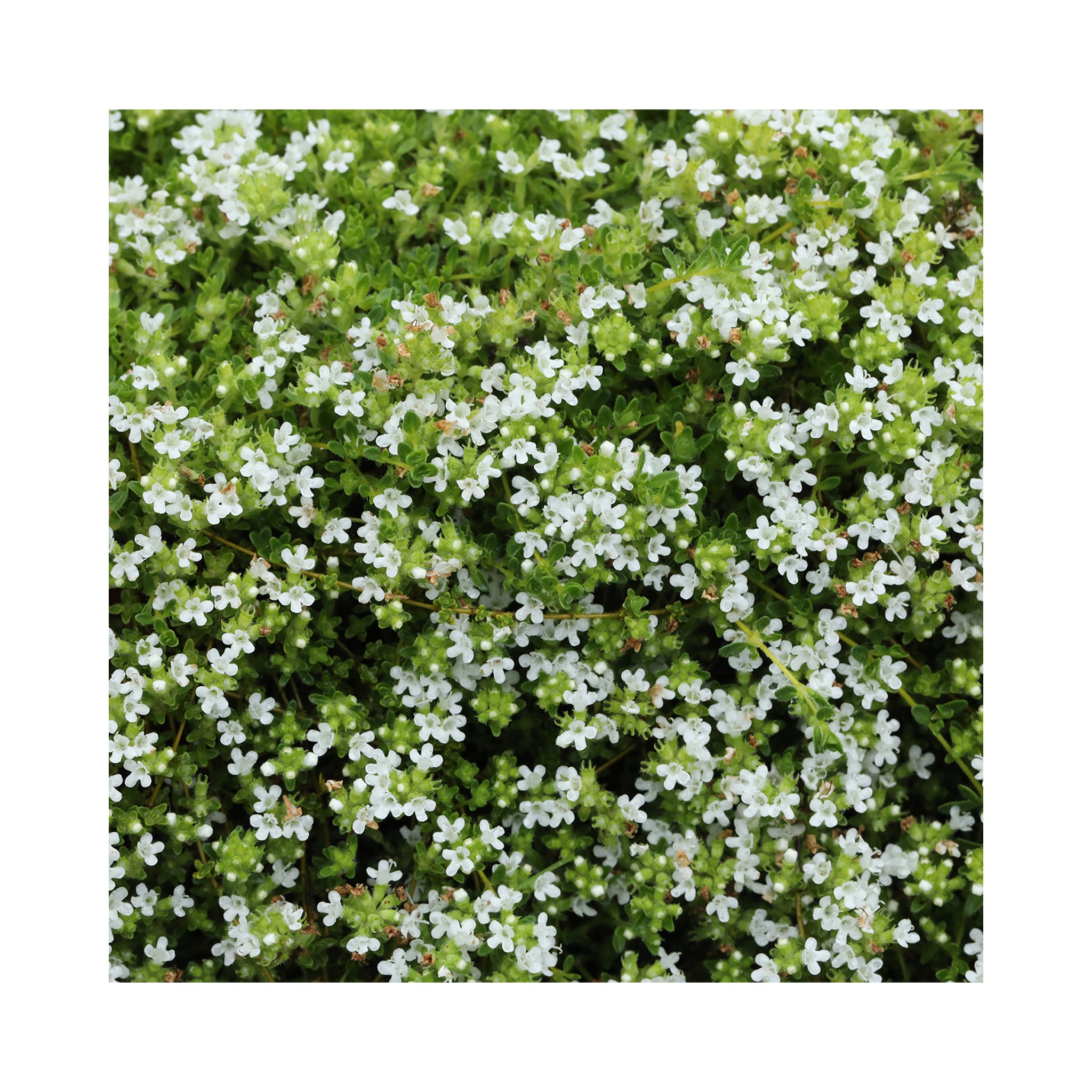 Thyme Snowdrift