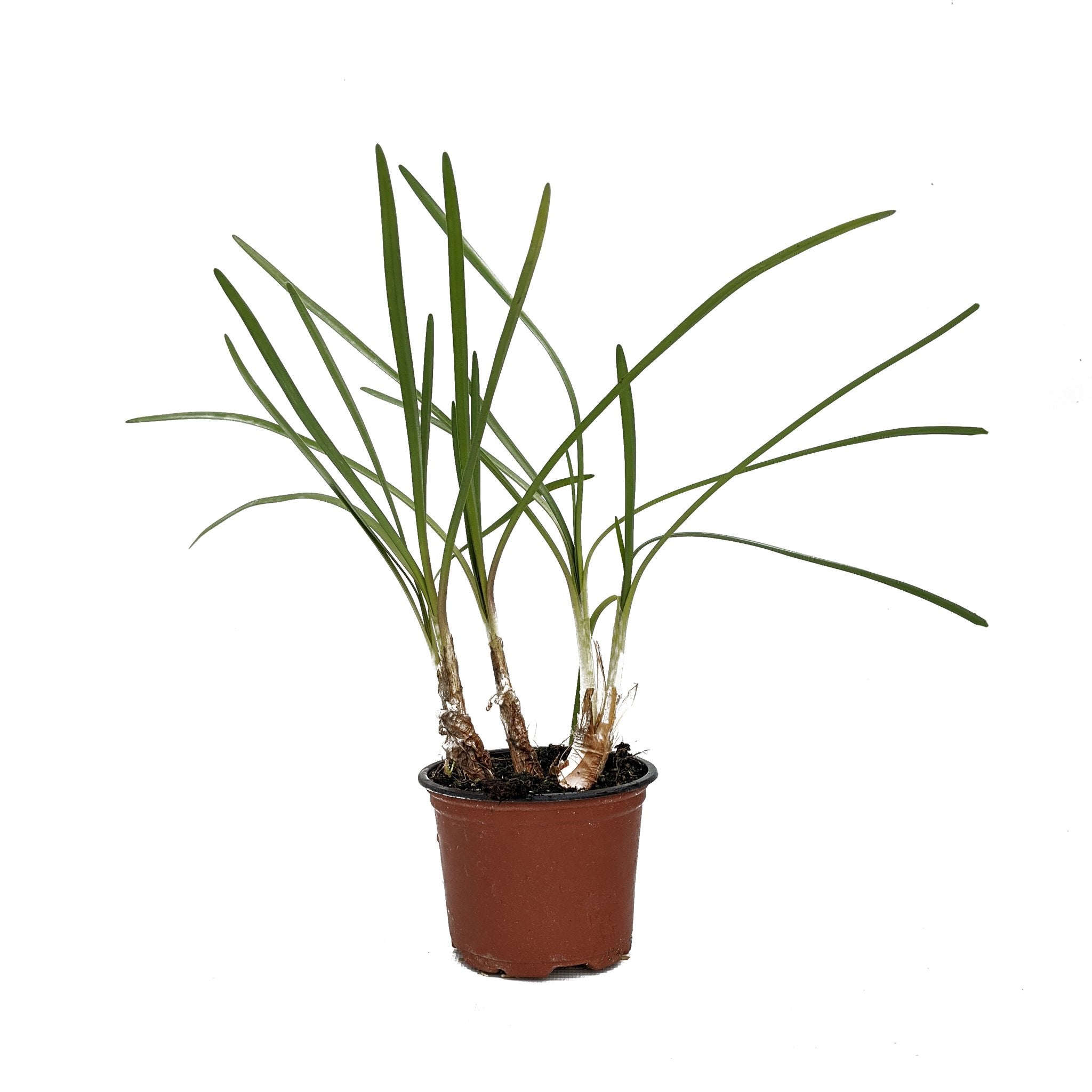 Society Garlic Herb sg Plant