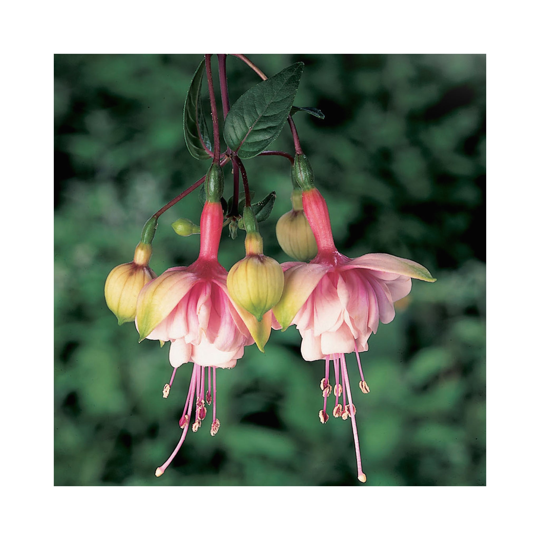 Trailing Fuchsia Southgate