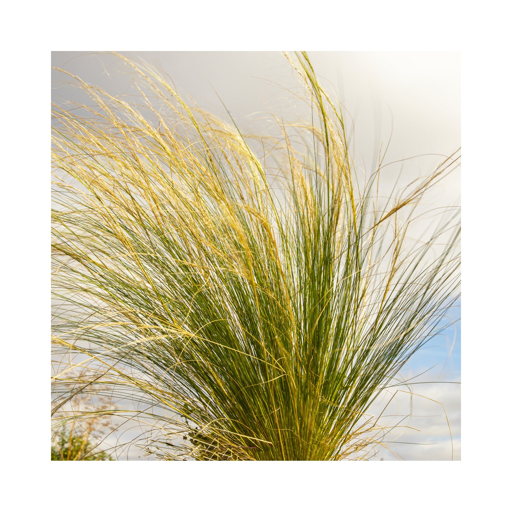 Mixed Evergreen Ornamental Grasses. 6 starter plants