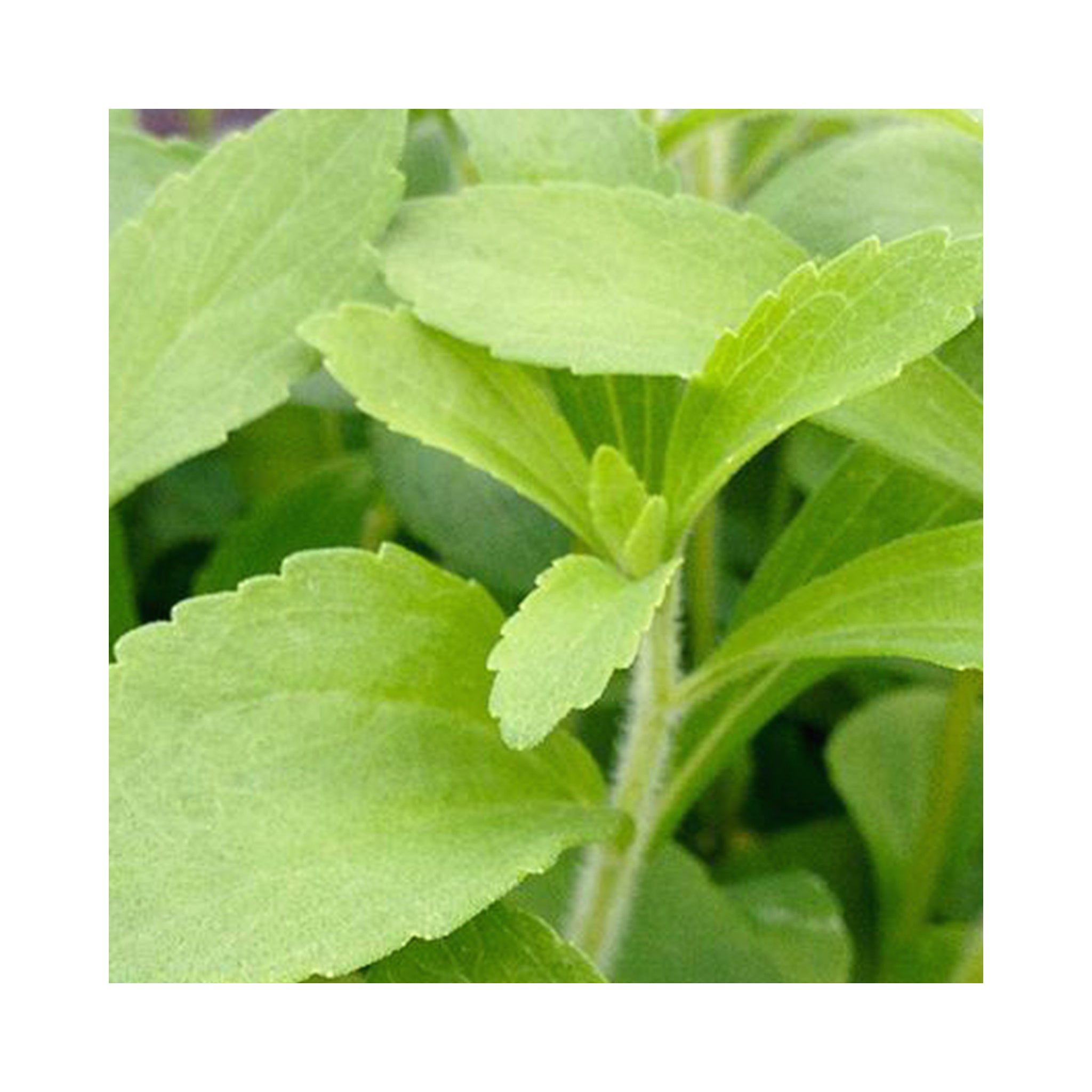 Stevia