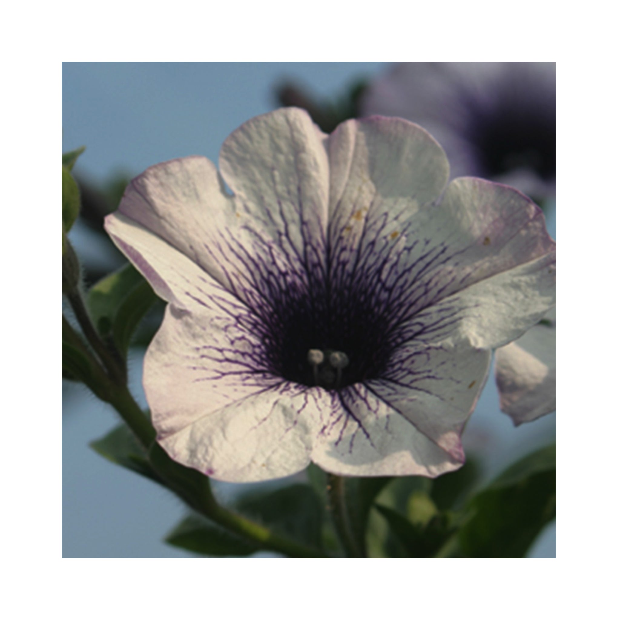 Petunia Surfinia Blue Vein