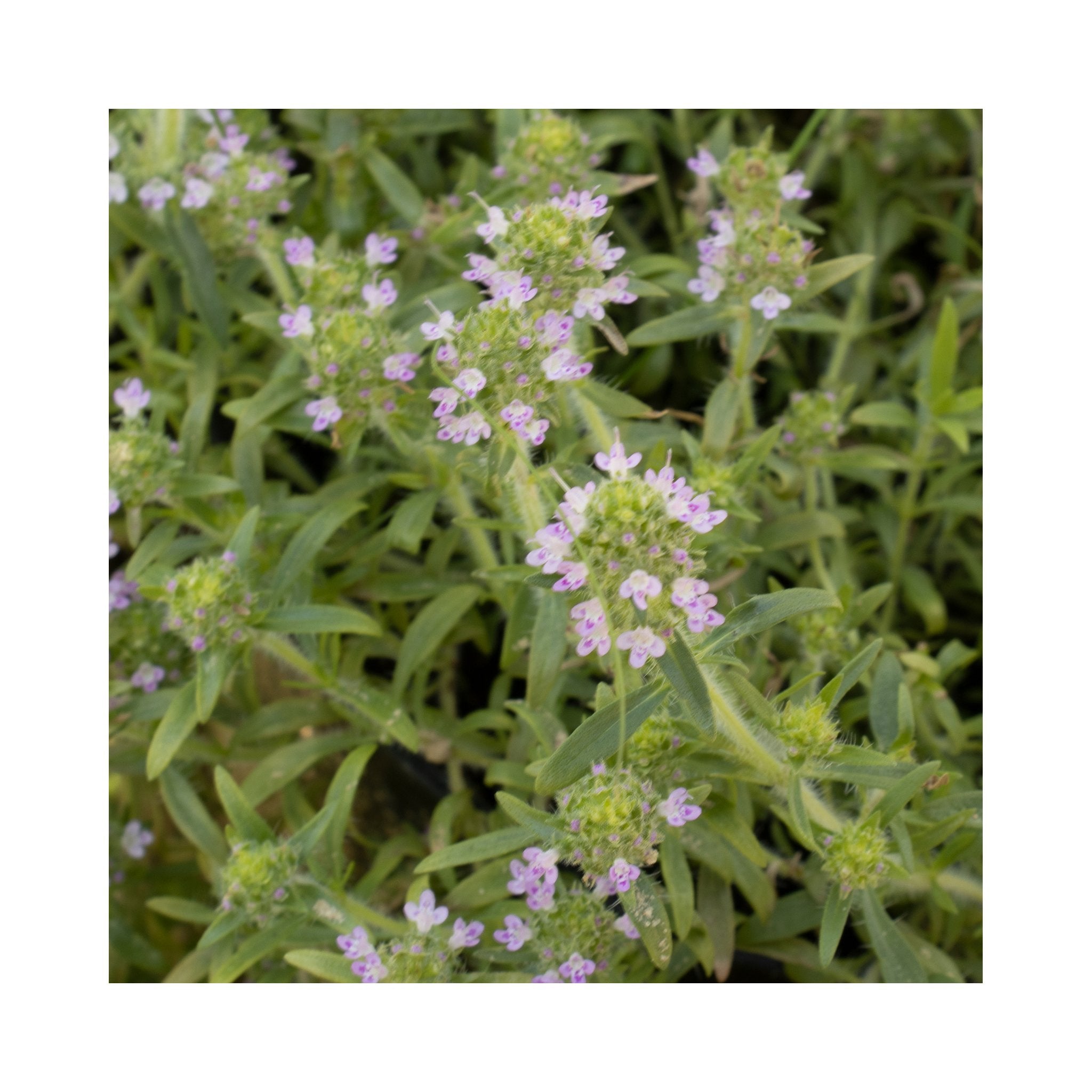 Thyme Lemonade Cascade Herb Plant