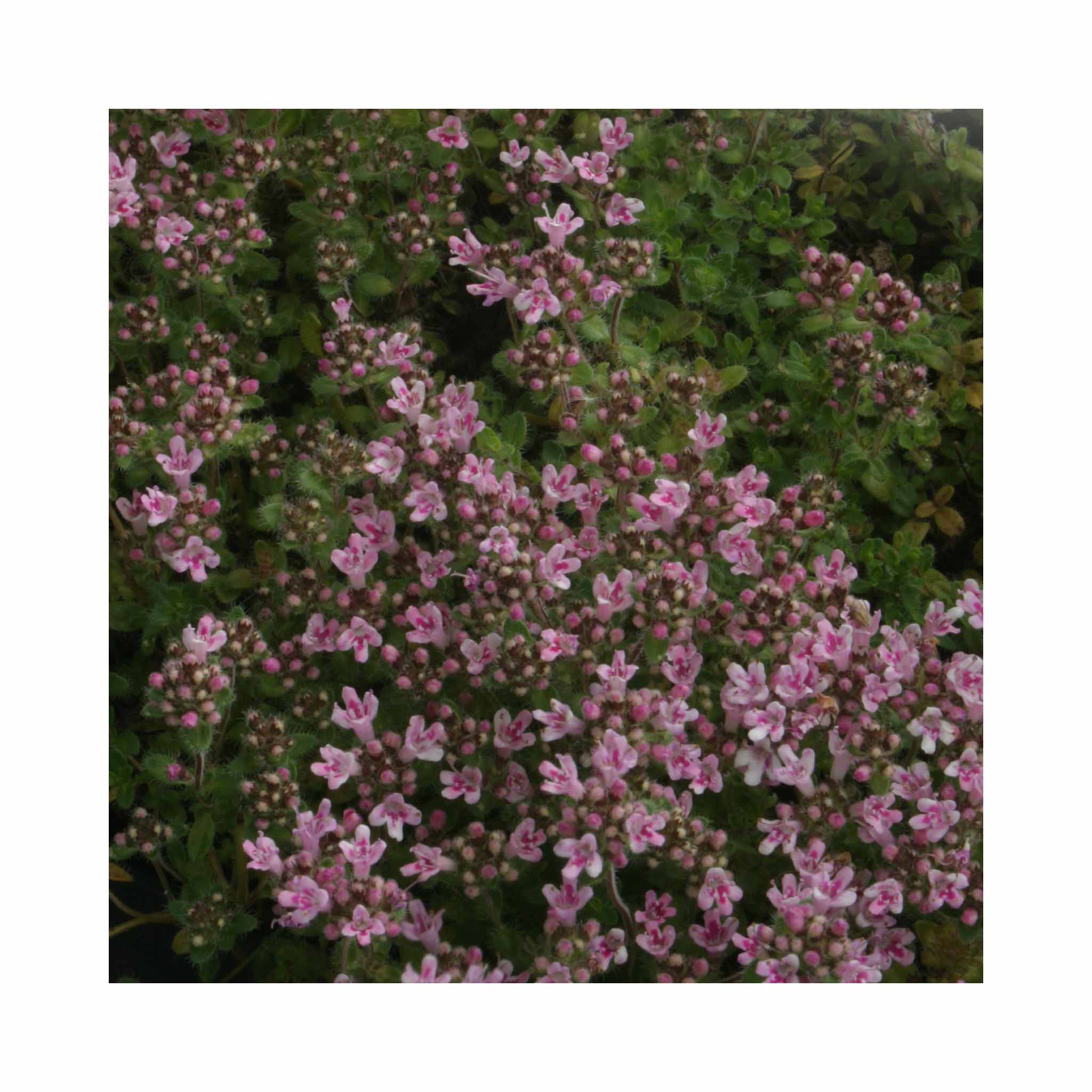 Thyme Lucy