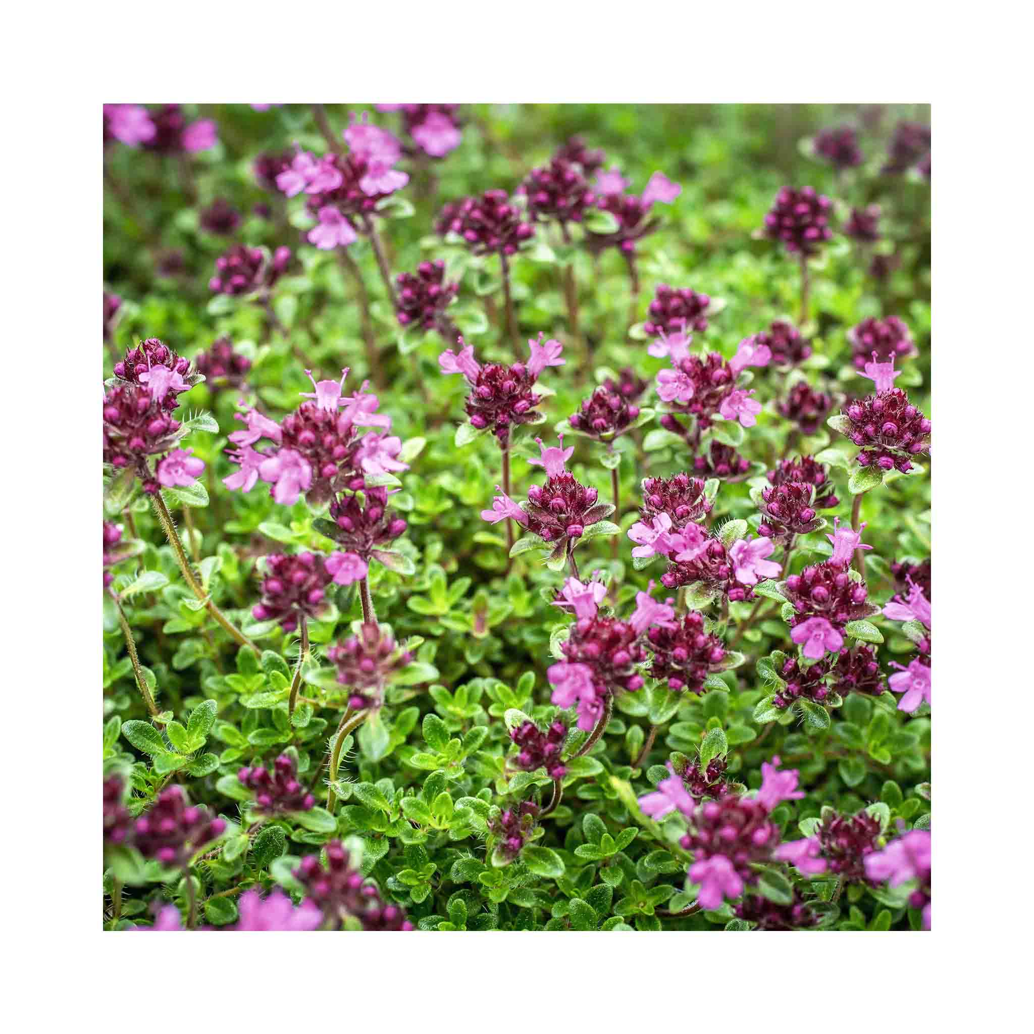 Thyme Ruby Glow