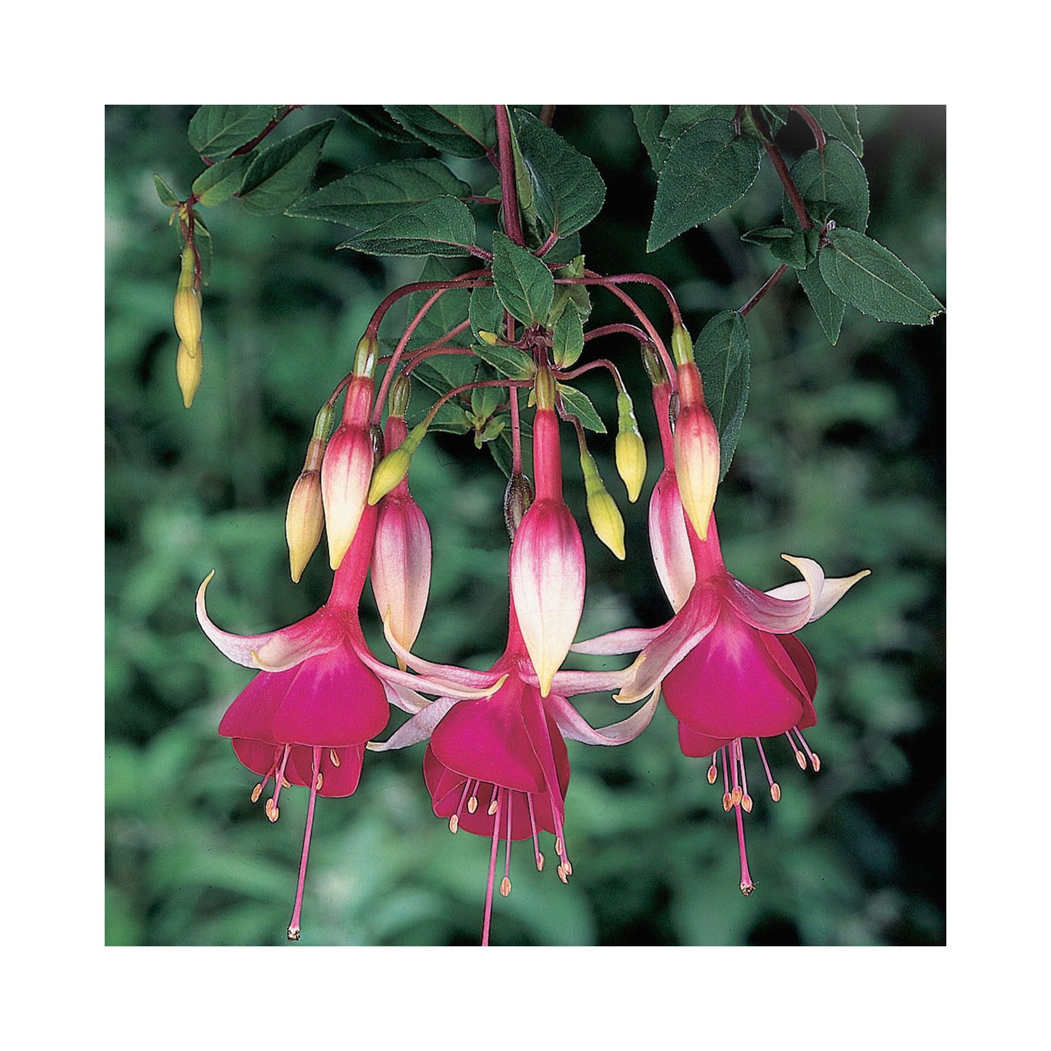 Trailing Fuchsia Auntie Jinks