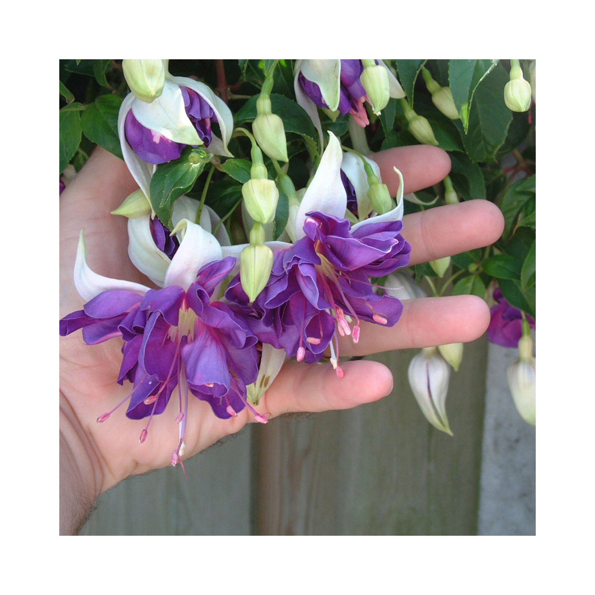 Trailing Fuchsia Blue Angel