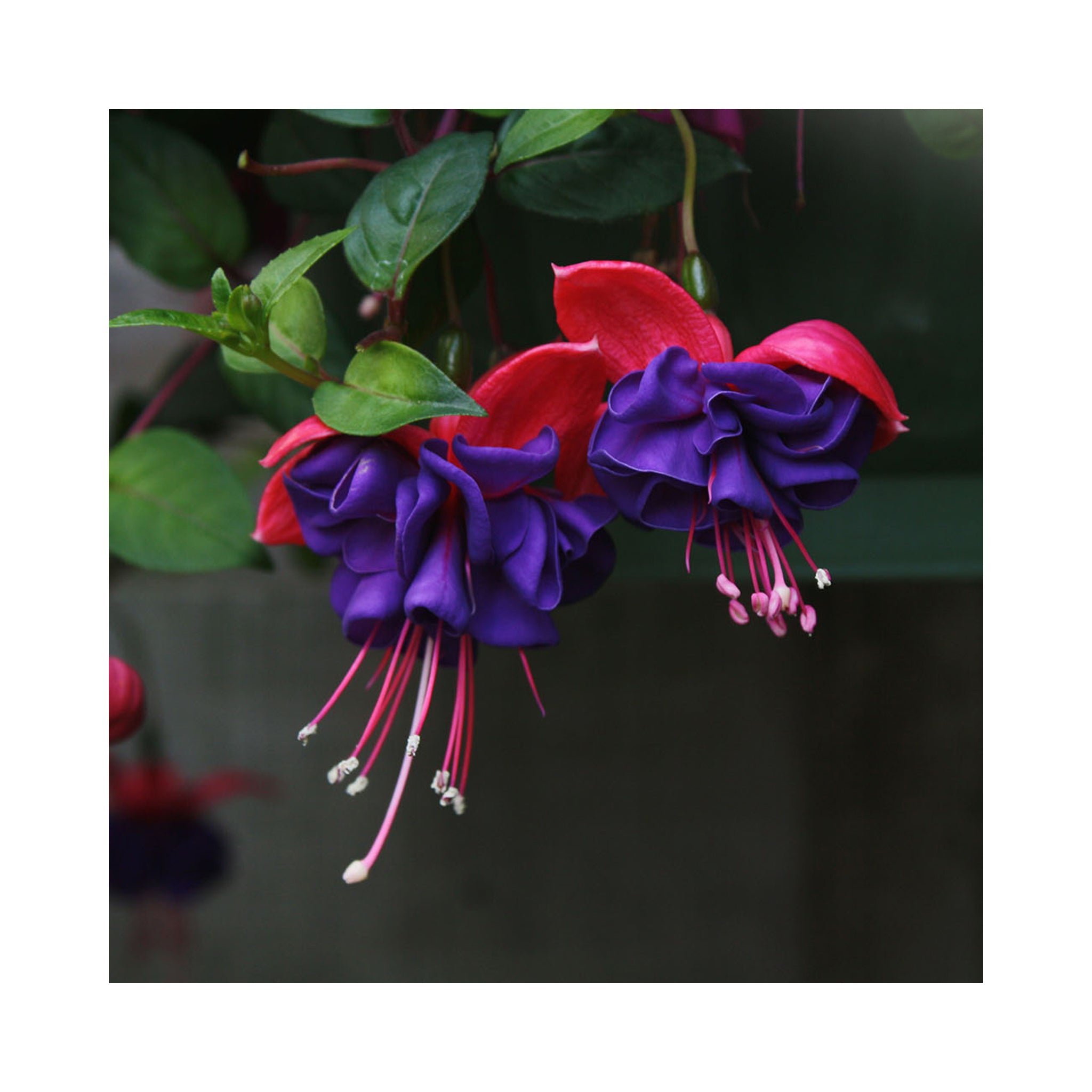 Trailing Fuchsia Dark Eyes