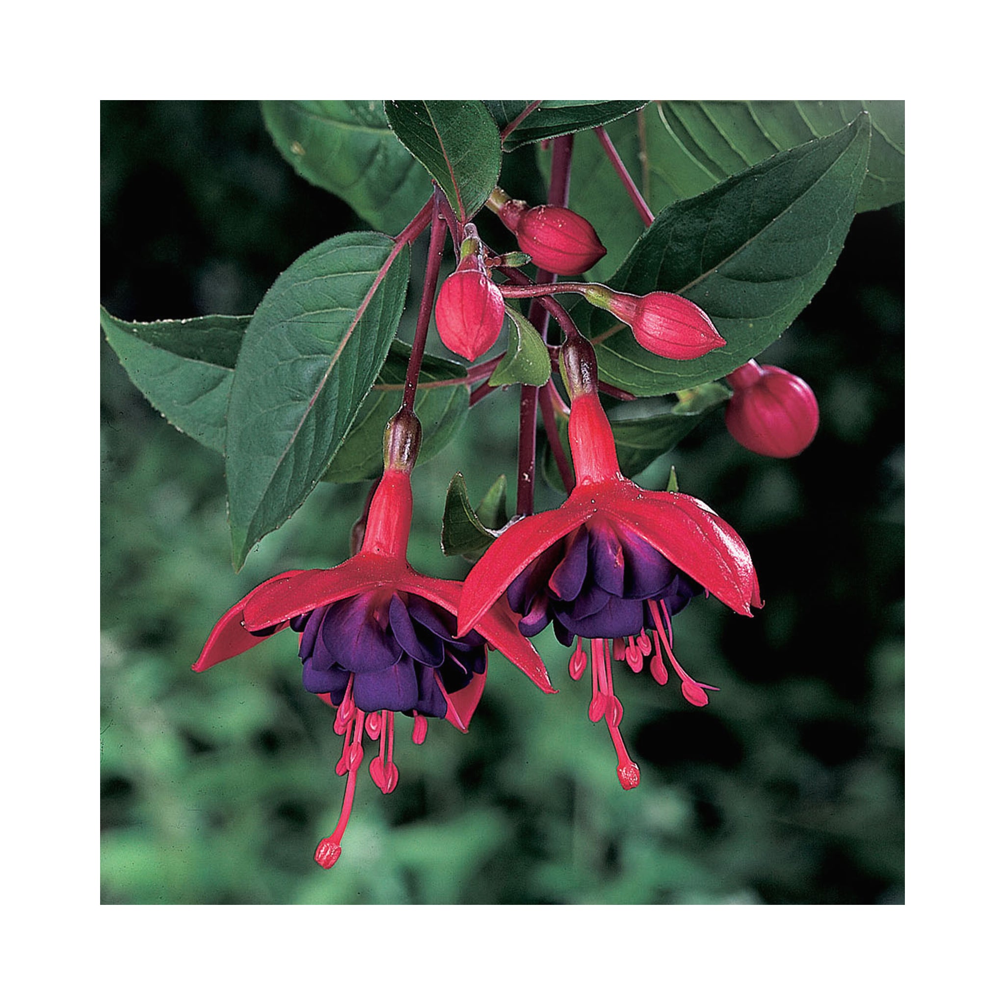 Trailing Fuchsia Hanging Dollar Princess