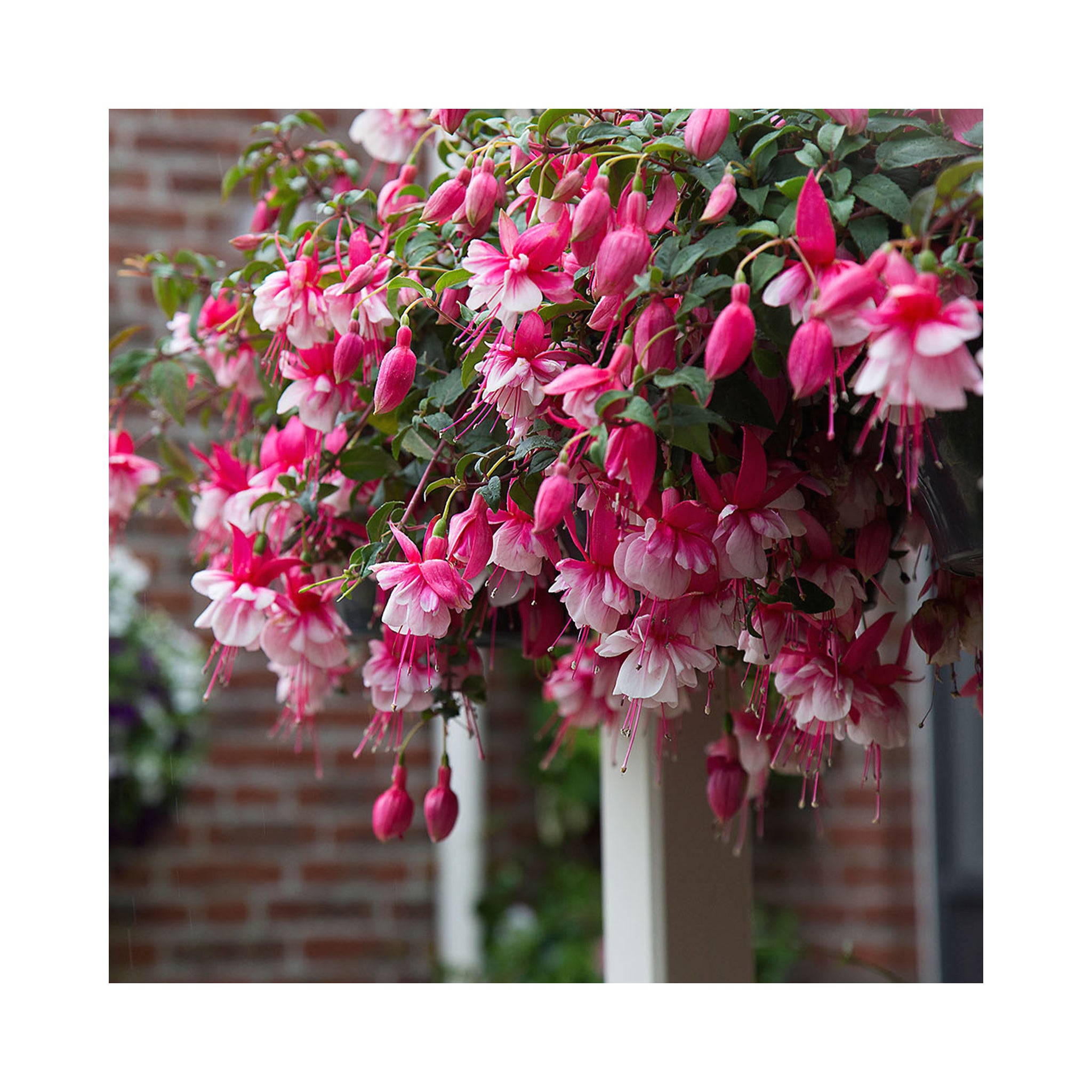 Large Hanging Basket Plug Pack (2 Baskets | 40cm+)