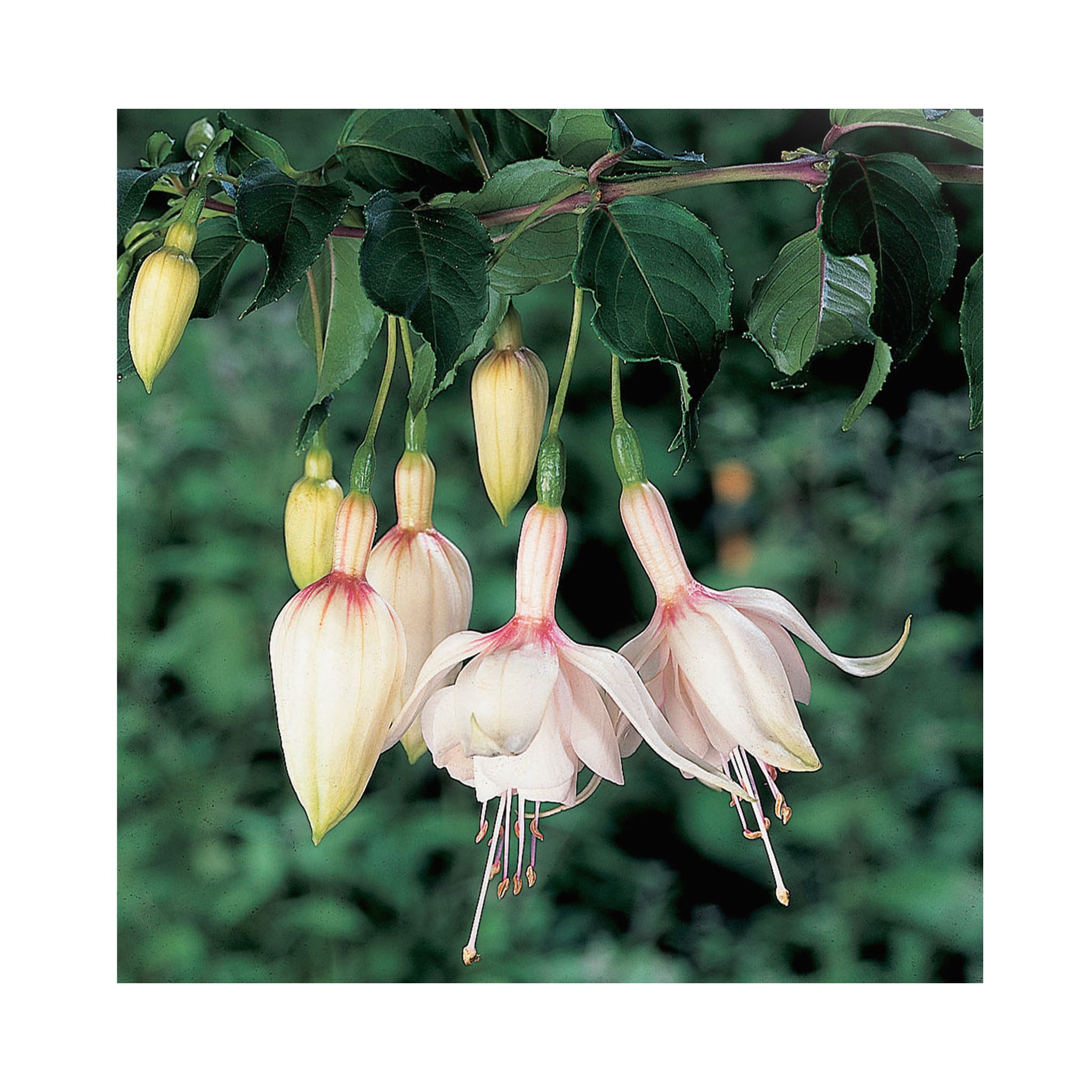 Trailing Fuchsia Flying Cloud