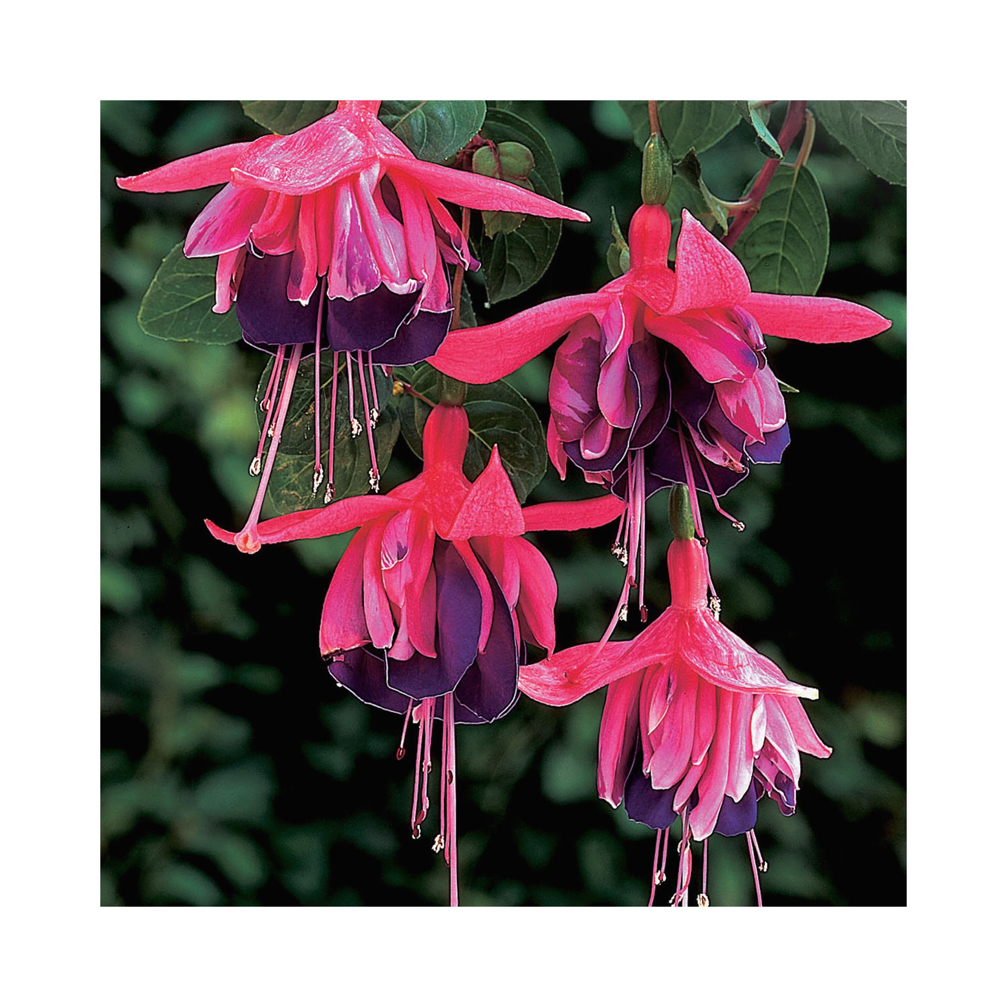 Trailing Fuchsia Rocket Fire