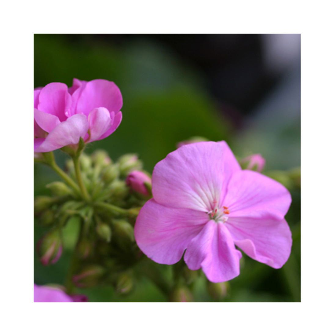 Upright Geranium Blue Wonder