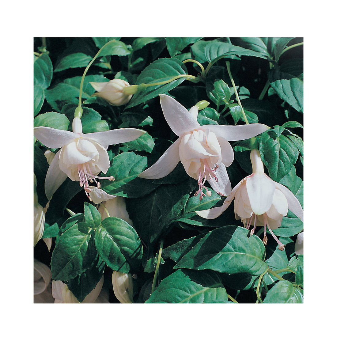 Trailing Fuchsia Happy Wedding Day