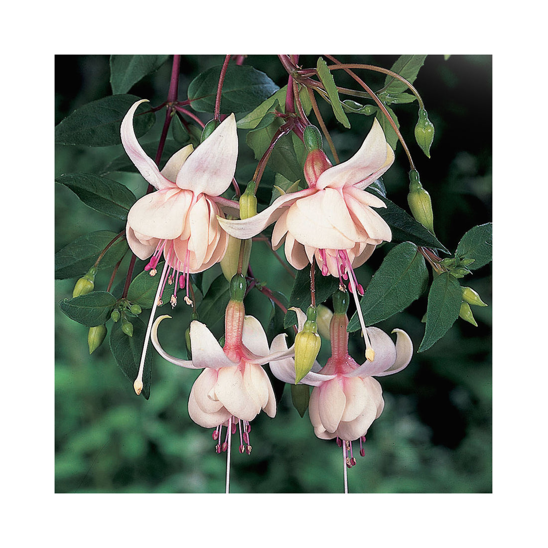 Trailing Fuchsia Harry Gray