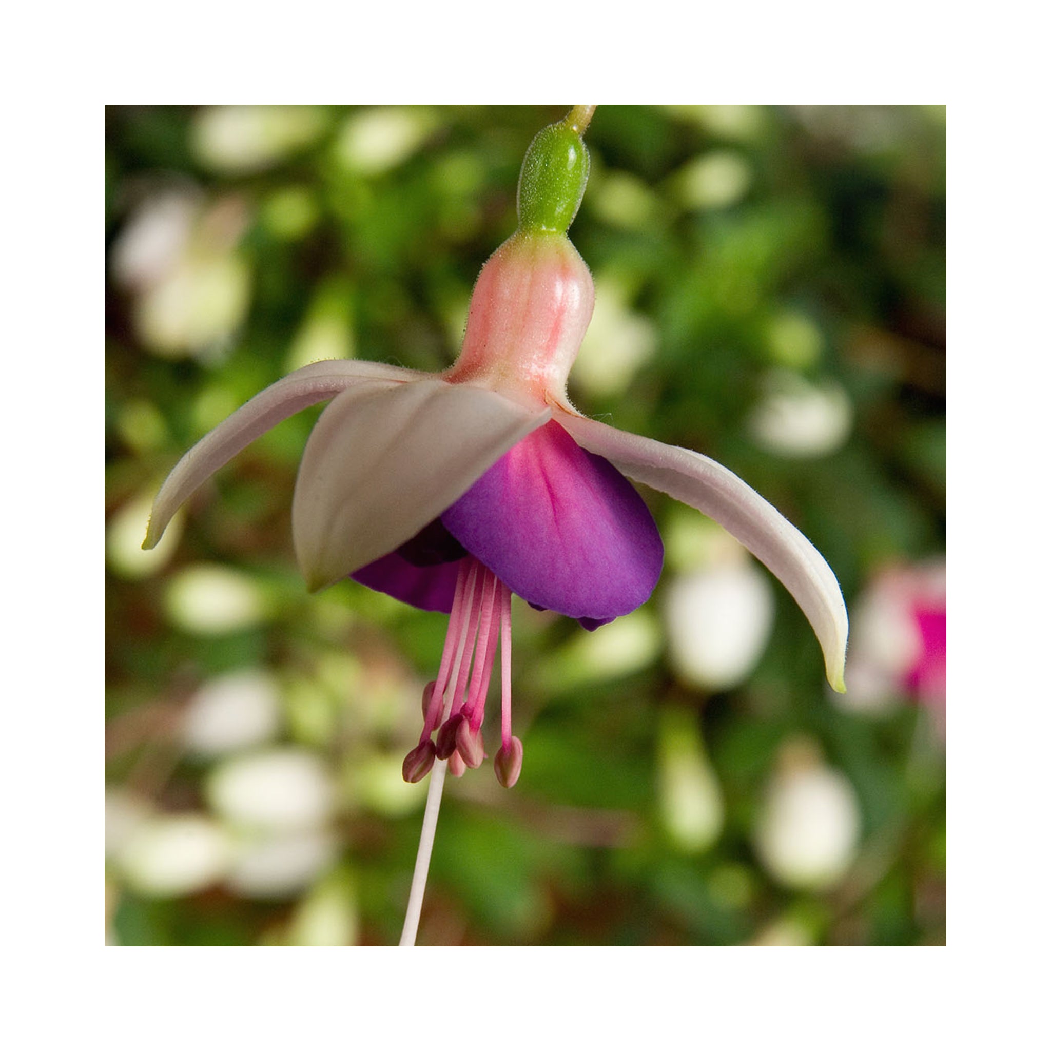 Trailing Fuchsia La Campanella