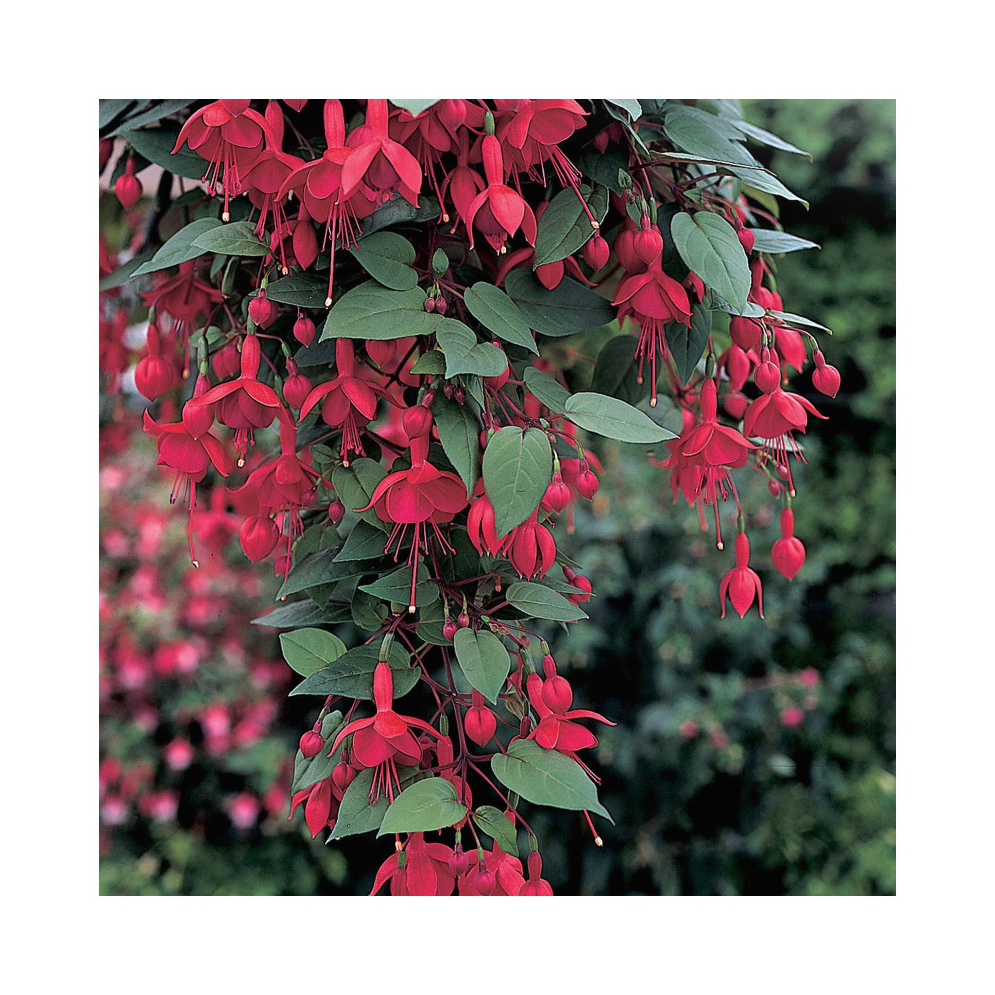 Trailing Fuchsia Marinka