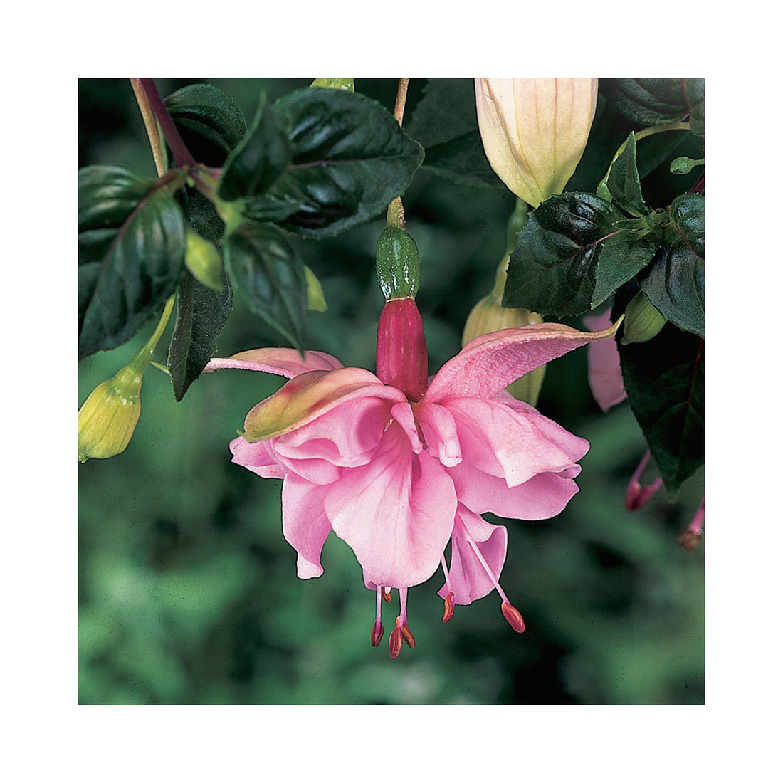 Trailing Fuchsia Pink Galore