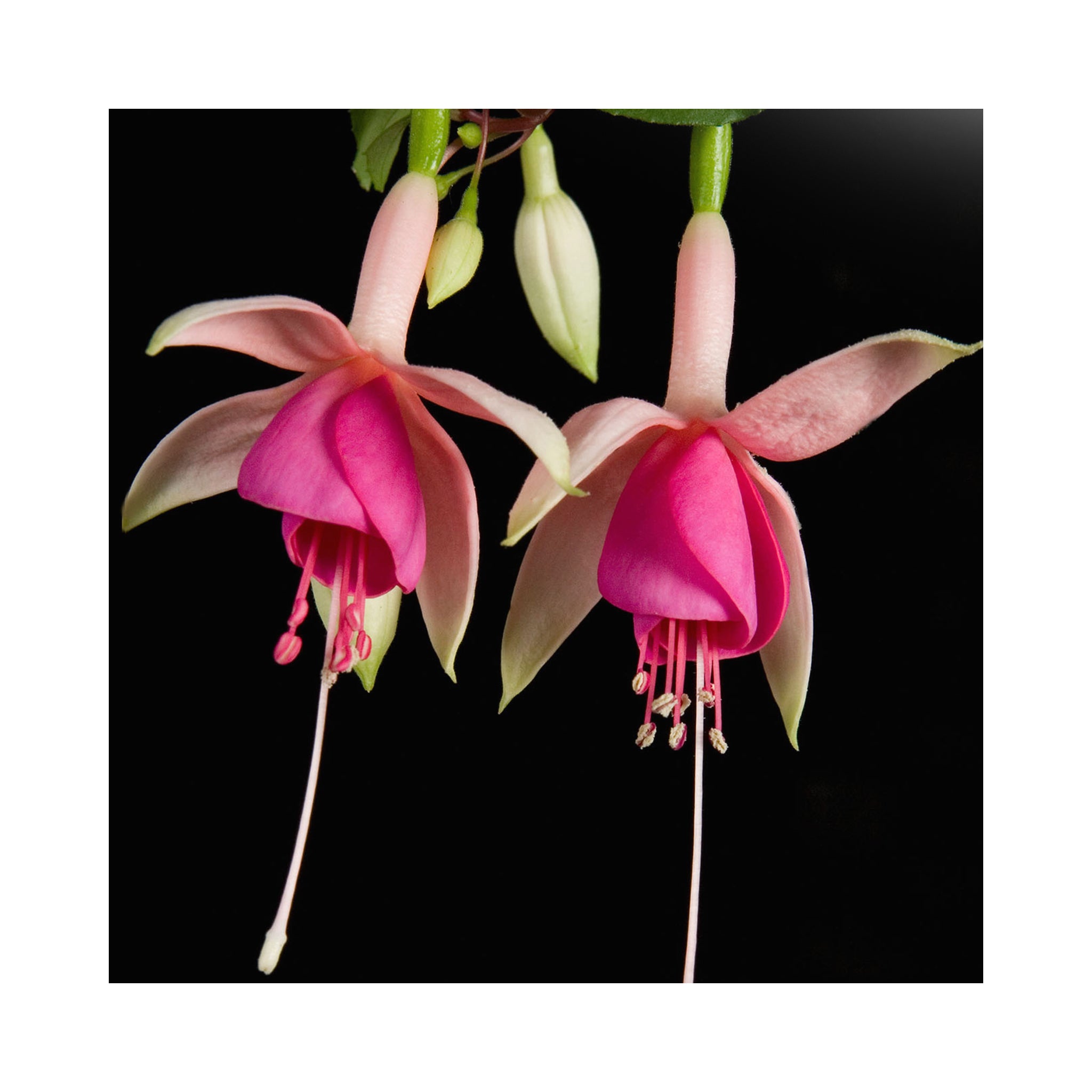 Trailing Fuchsia Puts Folly