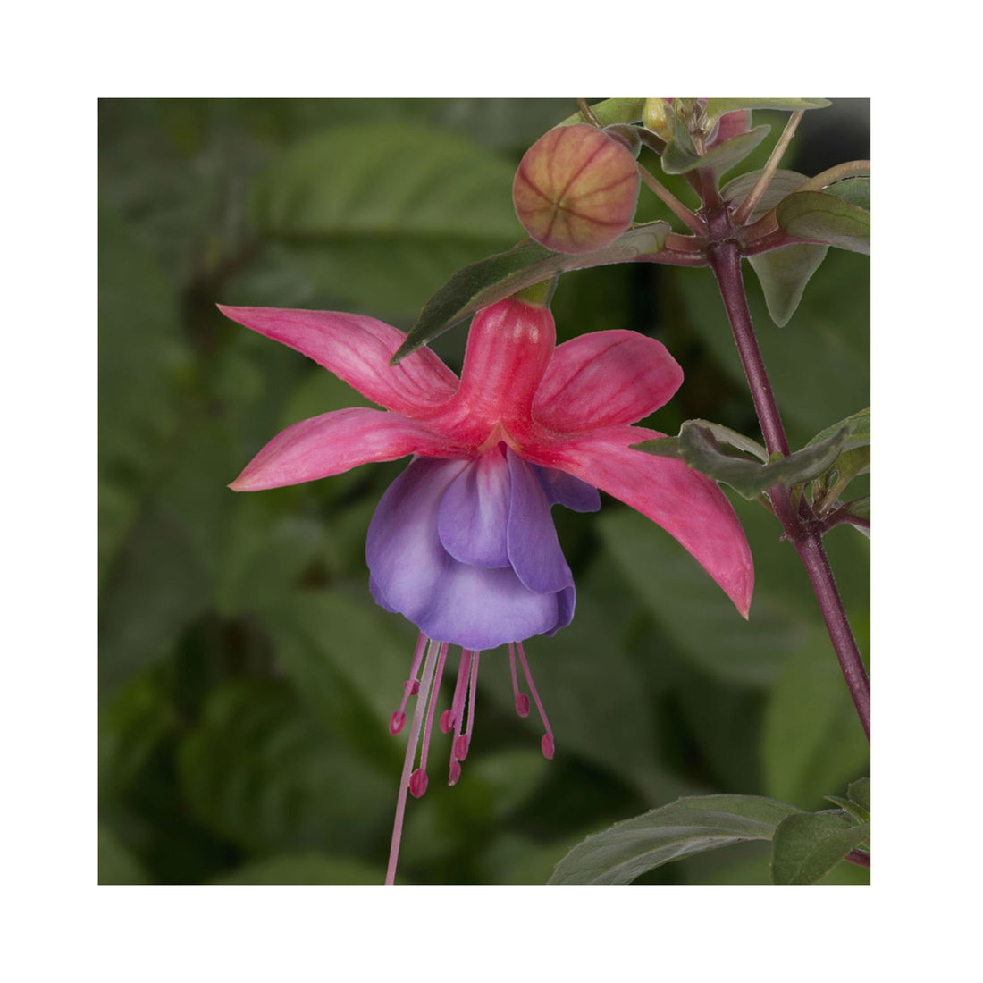 Trailing Fuchsia Ringwood Market