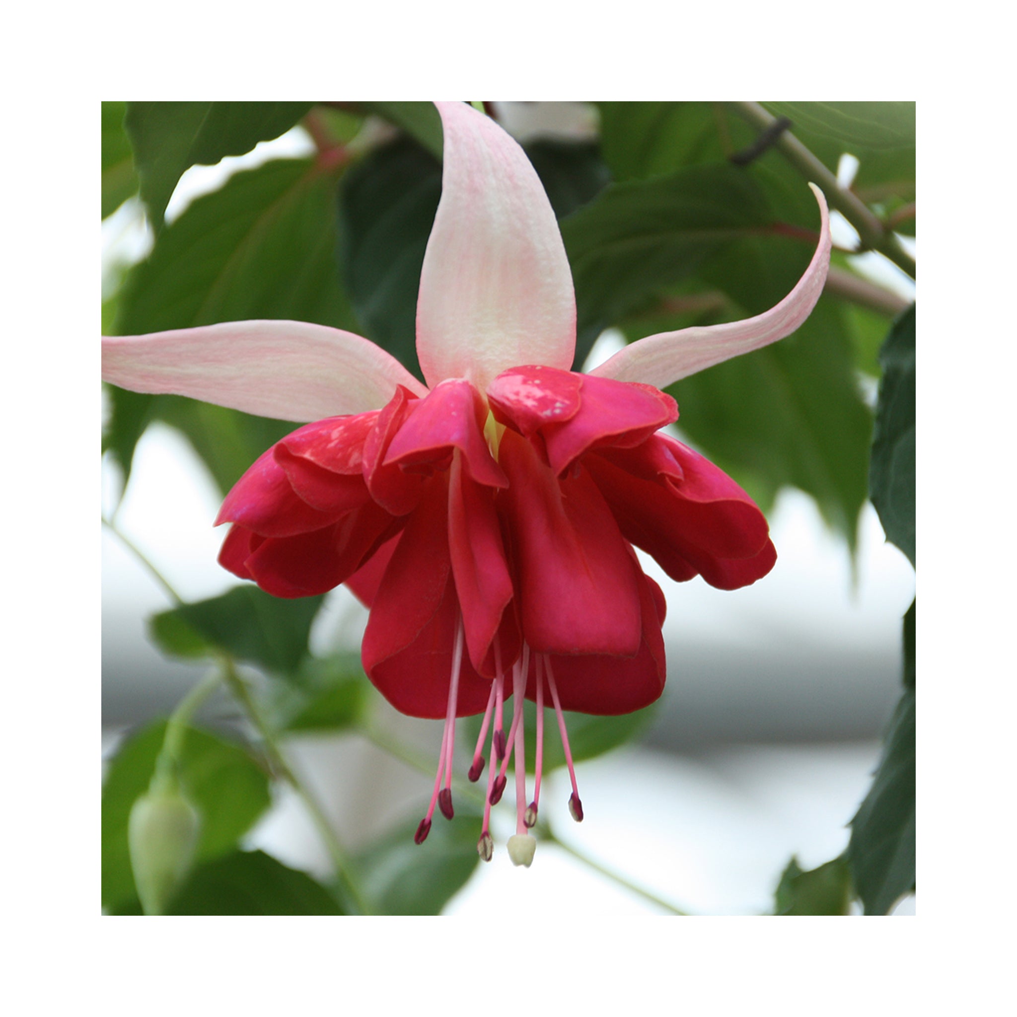 Trailing Fuchsia Seventh Heaven