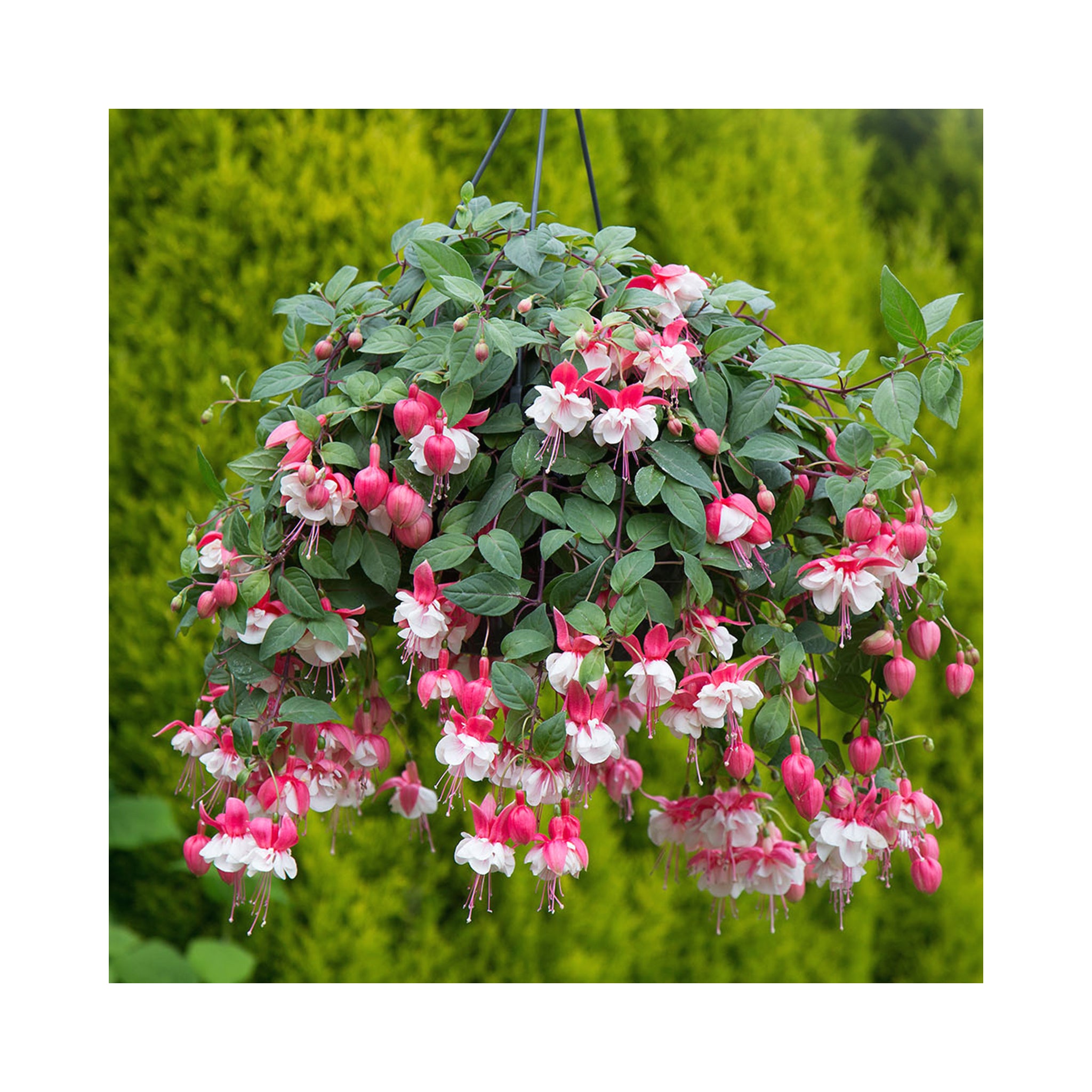 Trailing Fuchsia Swingtime