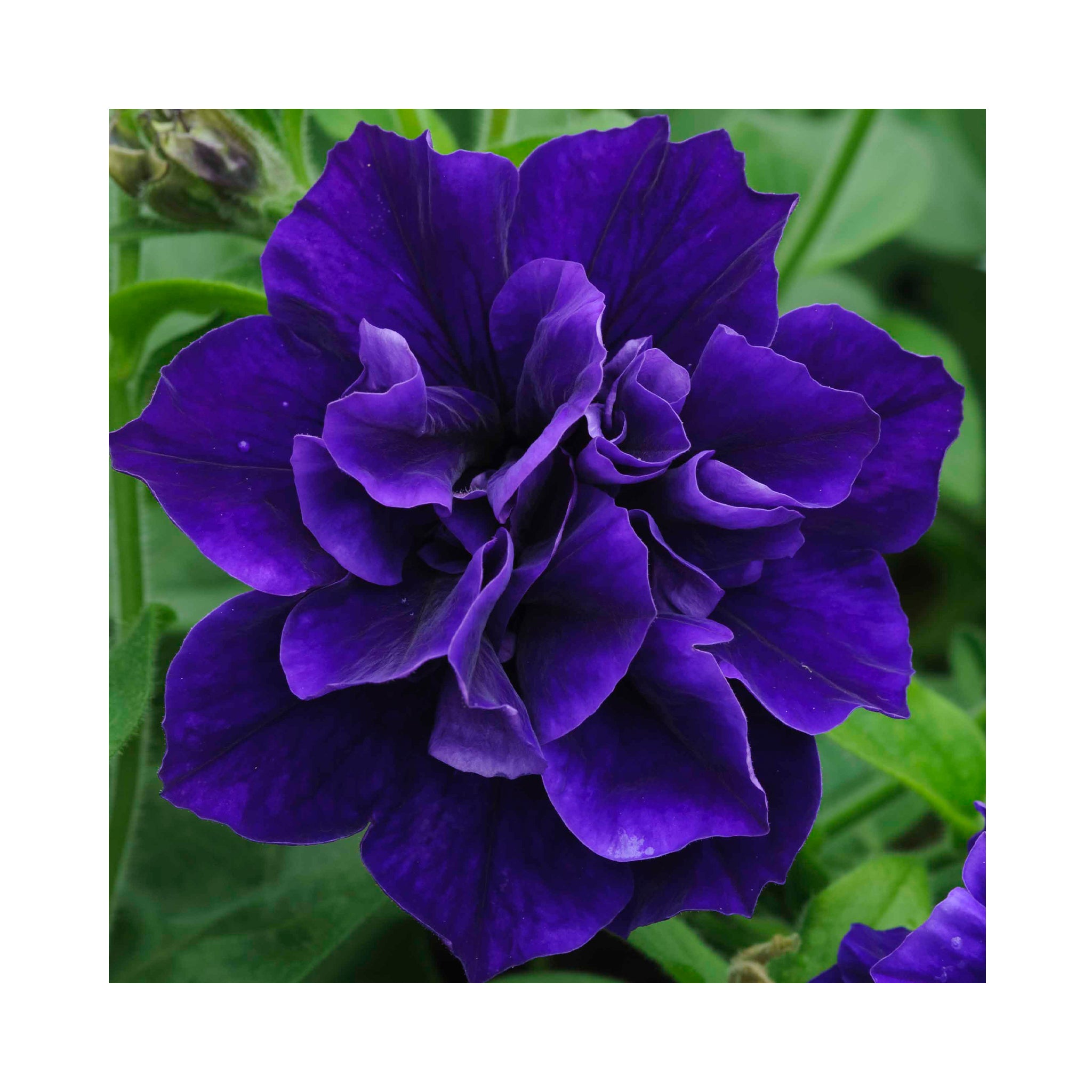 Petunia Double Tumbelina Collection