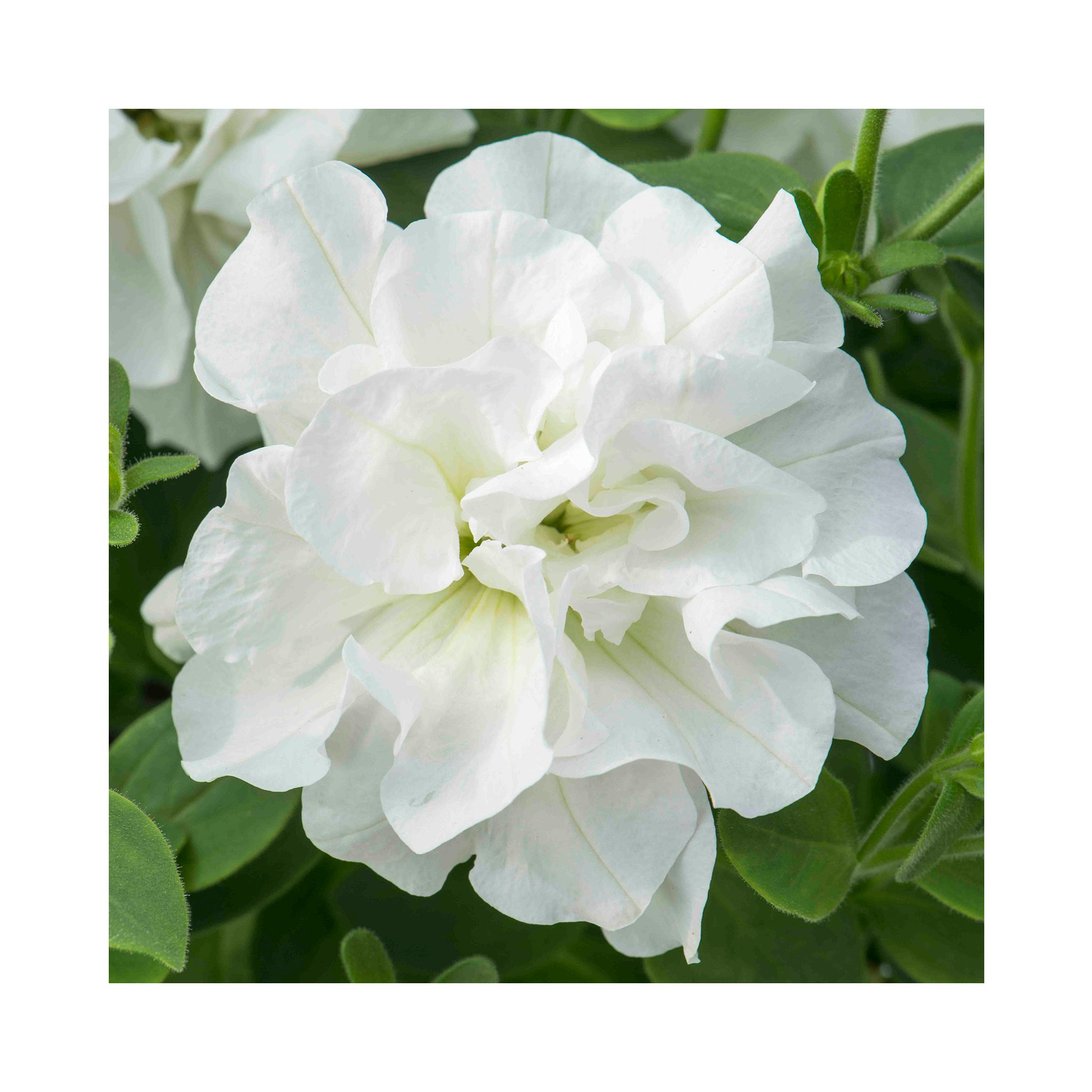 Petunia Double Tumbelina Collection