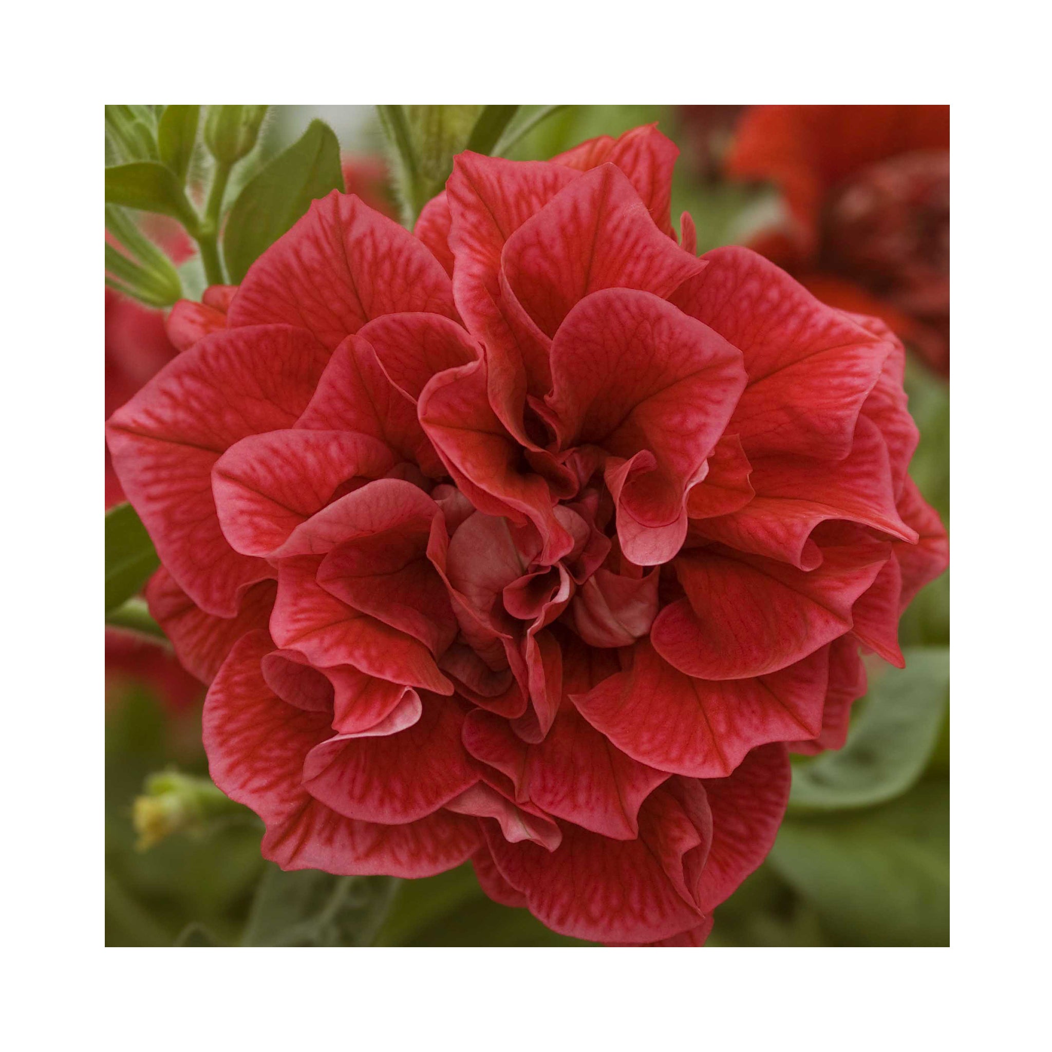 Petunia Thumberlina Inga