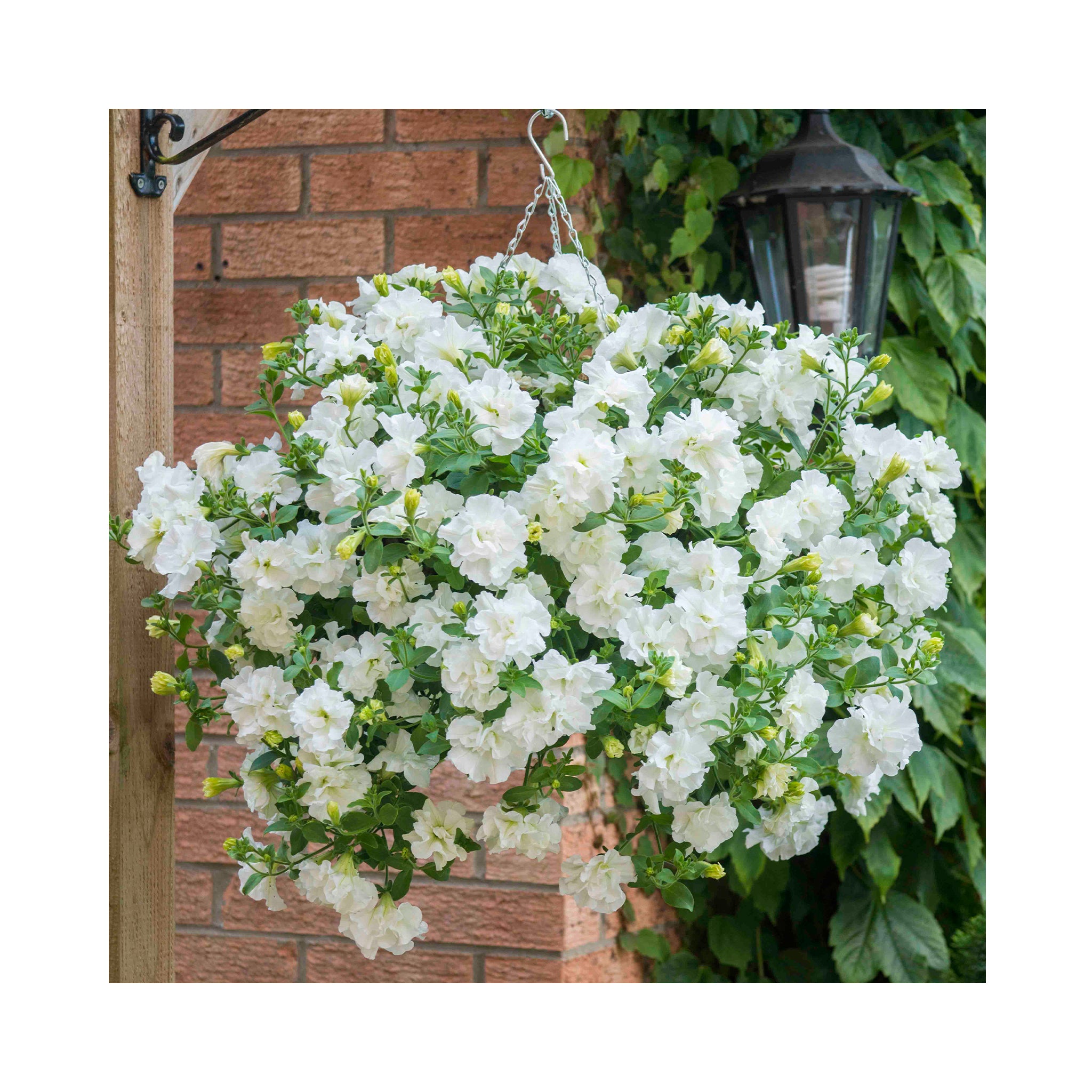 Hanging basket summer collection plug plants, 10 plug plants *Amazing value*