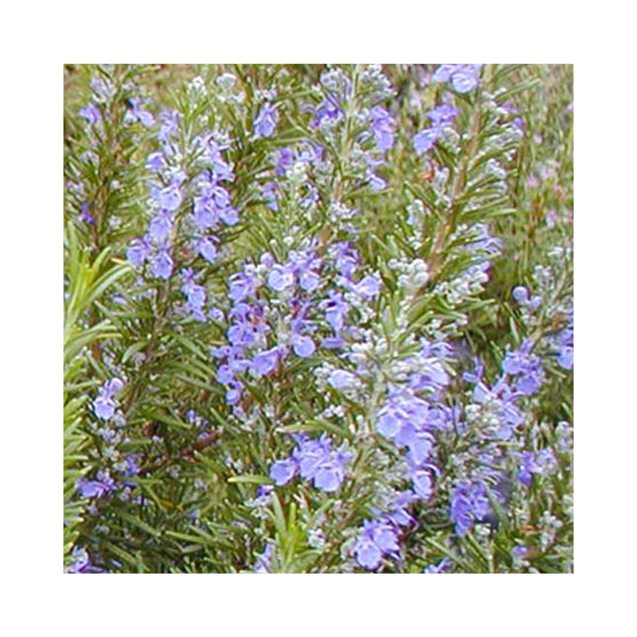 Rosemary Tuscan Blue