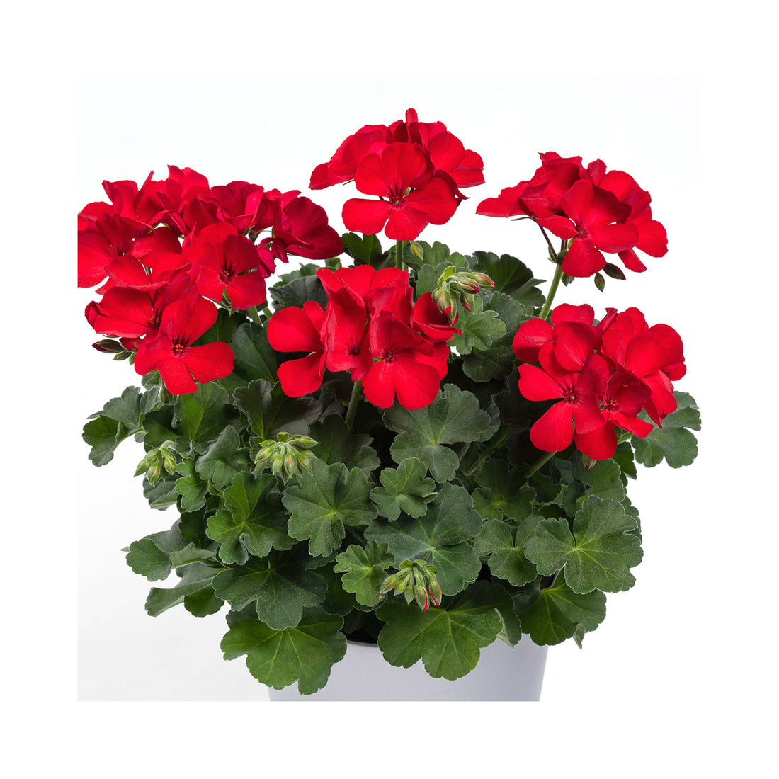 Upright Geranium TwoinOne Dark Red