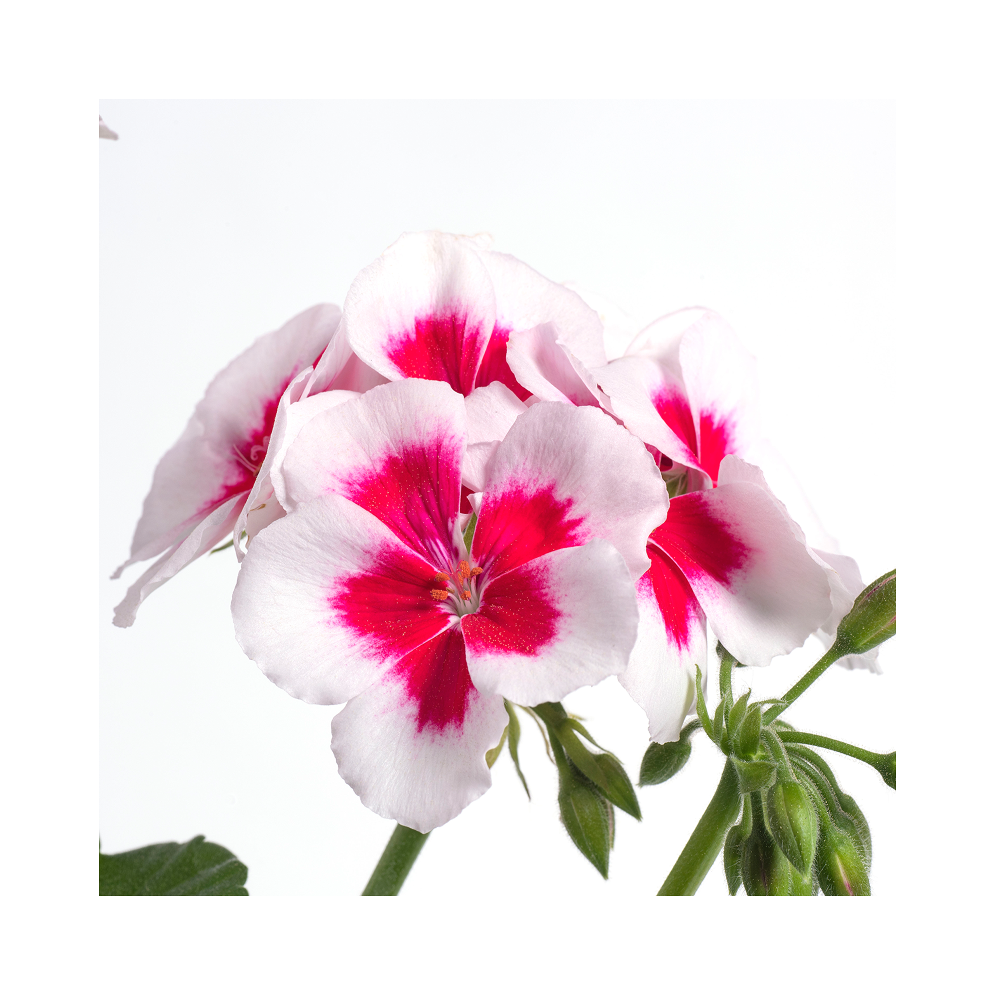 Upright Geranium TwoinOne White Splash