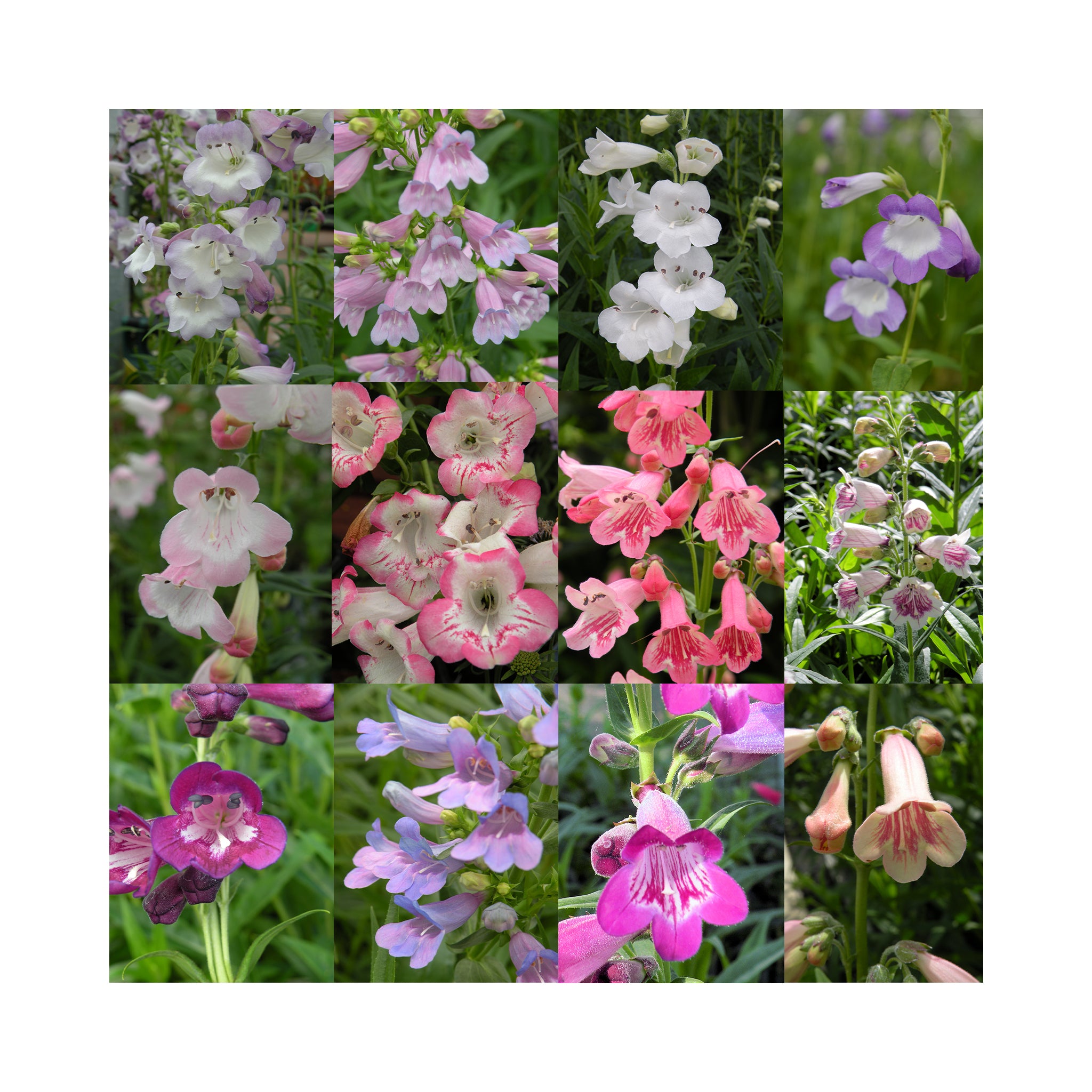 Ultimate Penstemon starter plant Collection